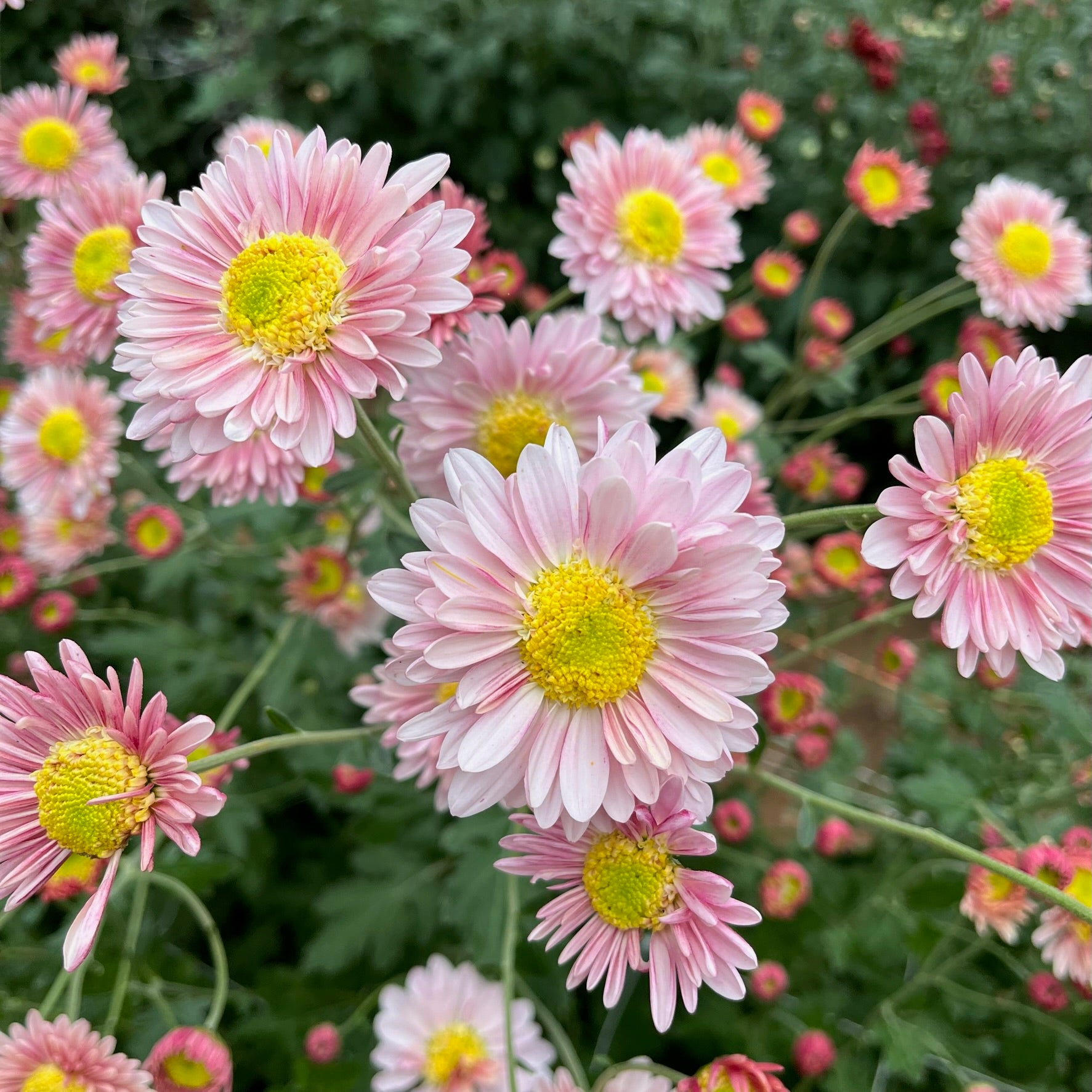 A close-up of Lily Anderton heirloom chrysanthemum. Flowers are pink and long lasting. Blooms in the fall.