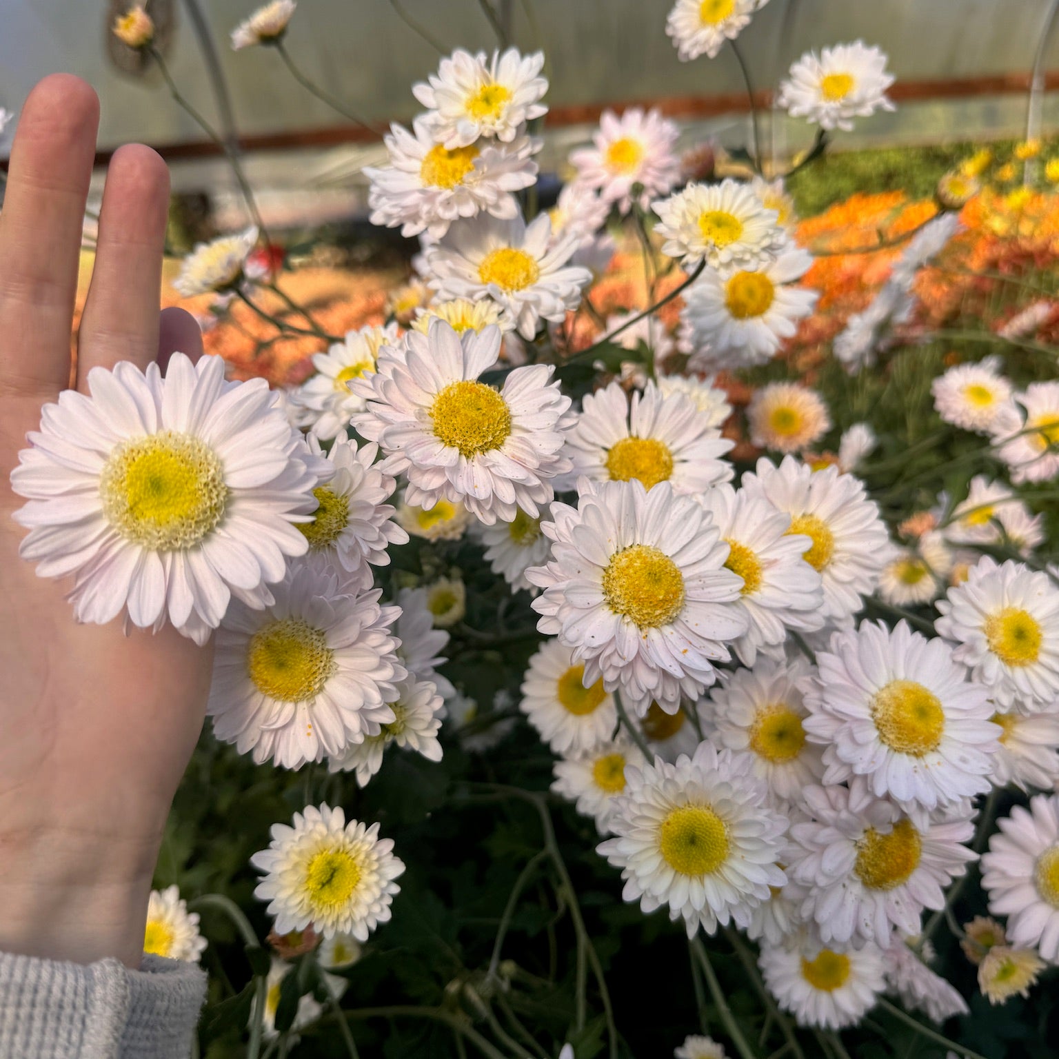 Lily Anderton heirloom mums. Will appear more white before temperatures drop. Fall blooming flowers. Daisy-like blooms.