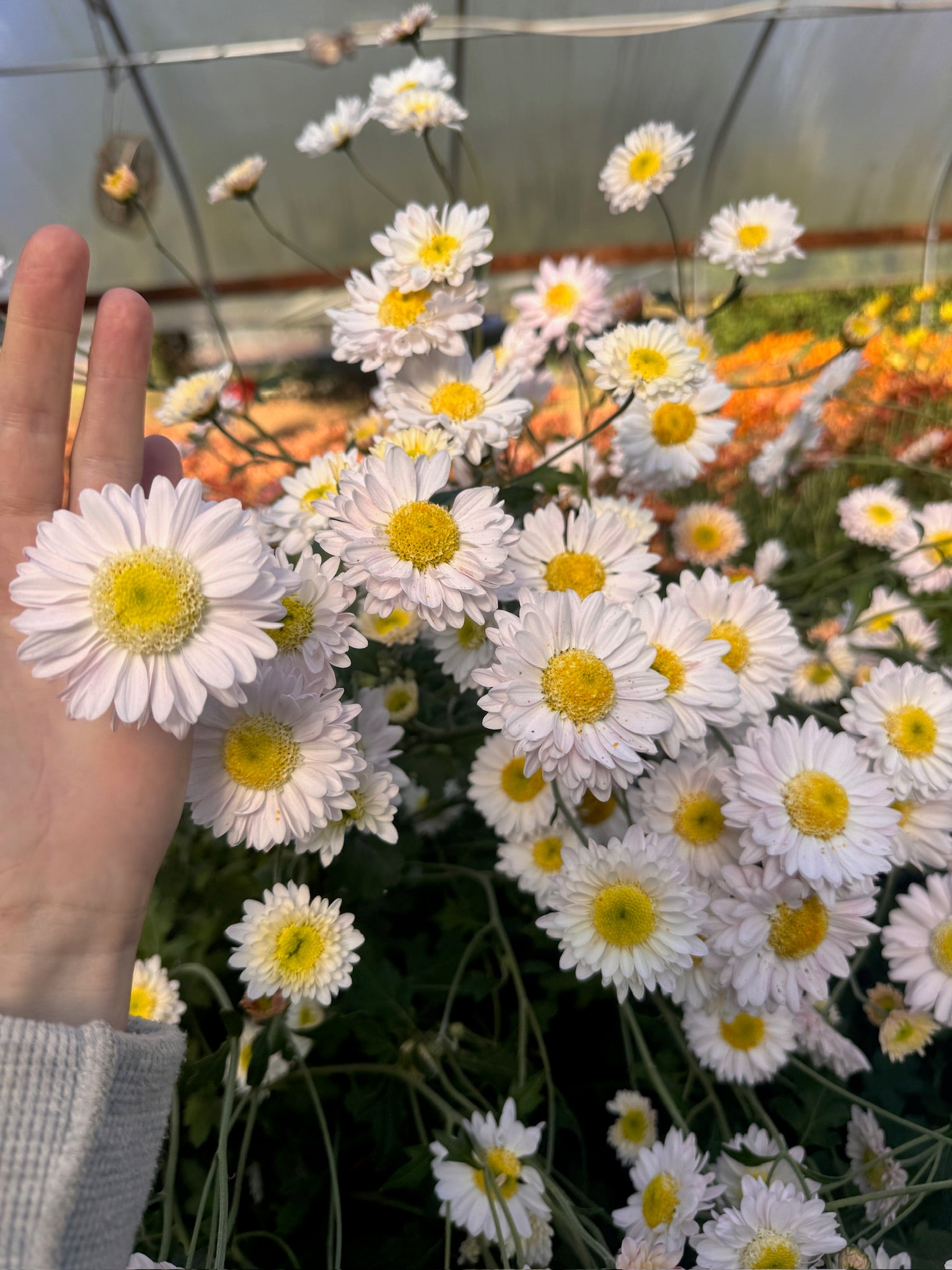 Lily Anderton heirloom mums. Will appear more white before temperatures drop. Fall blooming flowers. Daisy-like blooms.