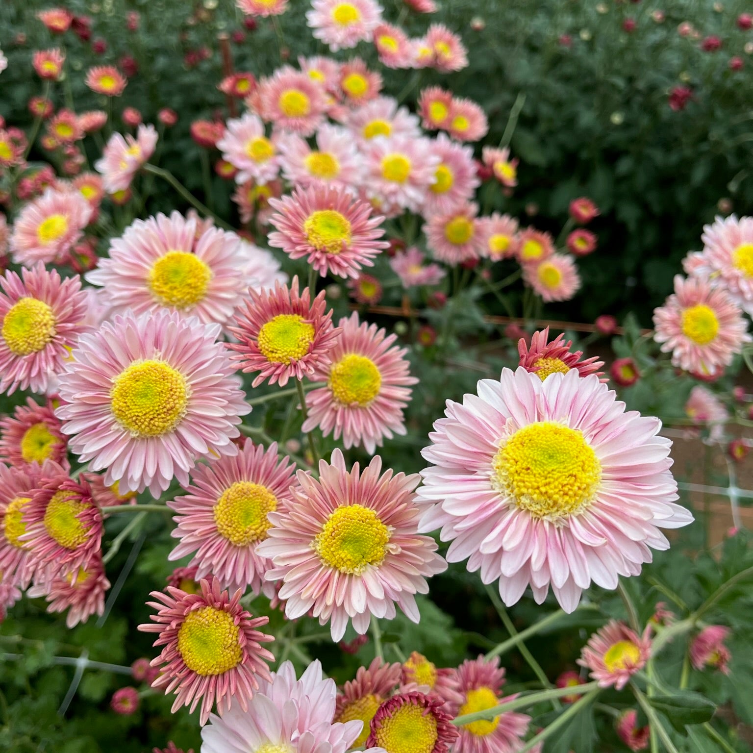 A close-up of Lily Anderton heirloom mums. Fall blooming flowers. Daisy-like blooms.