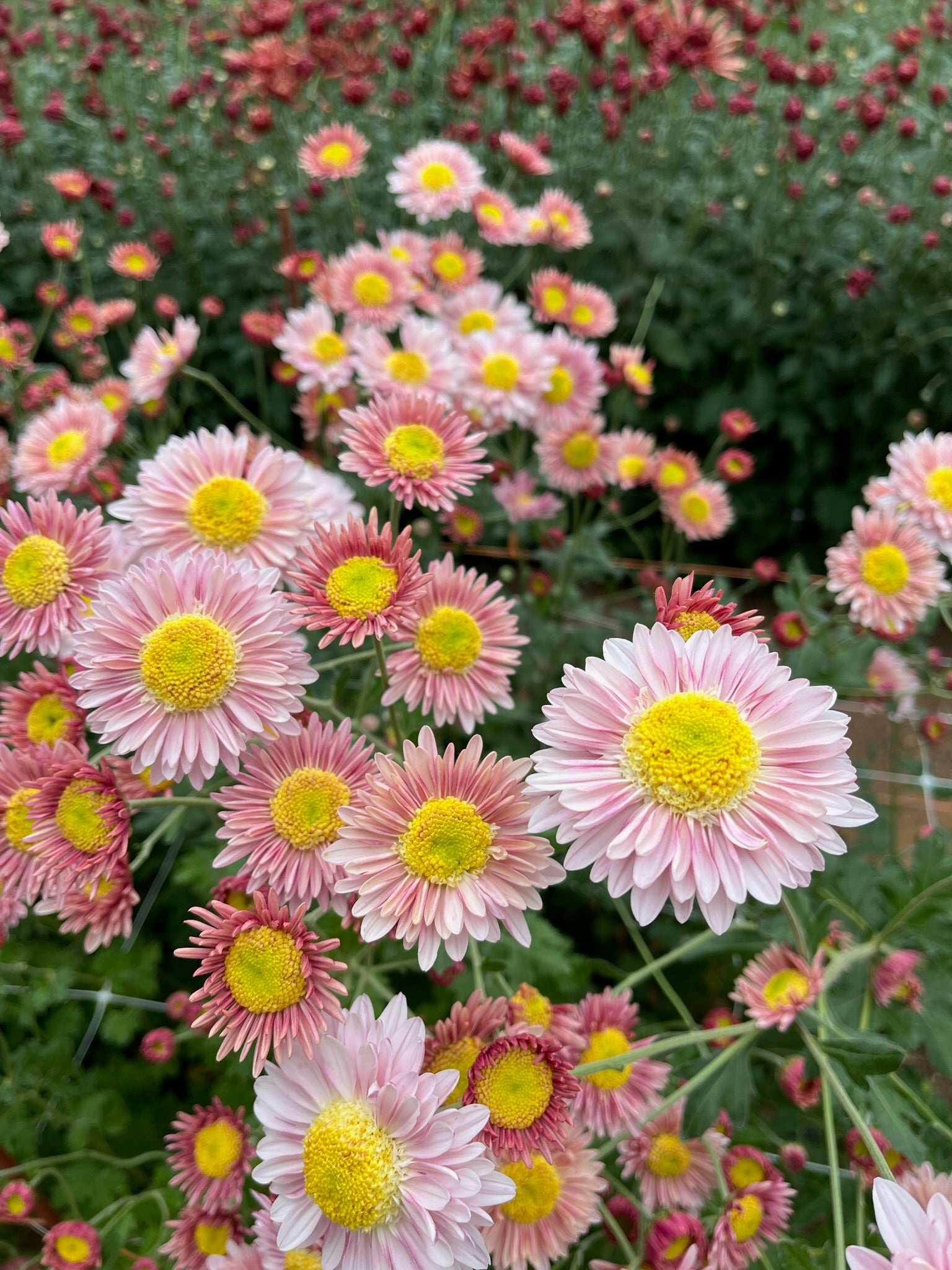 A close-up of Lily Anderton heirloom mums. Fall blooming flowers. Daisy-like blooms.