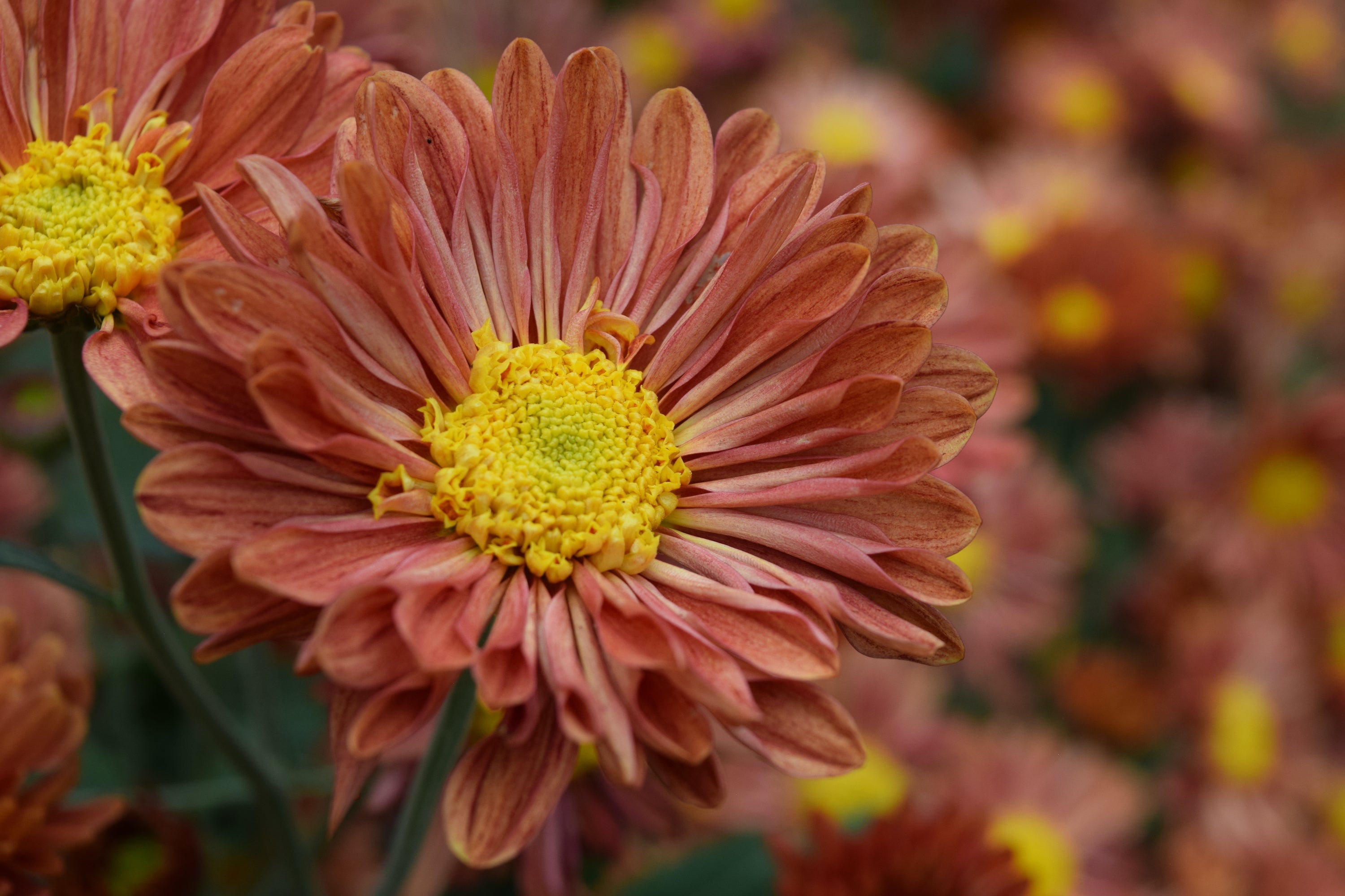 A close-up of a single bloom of Mancetta Sunset heirloom mum. Blooms in the fall. Good for container gardening. Long lasting cut flower.