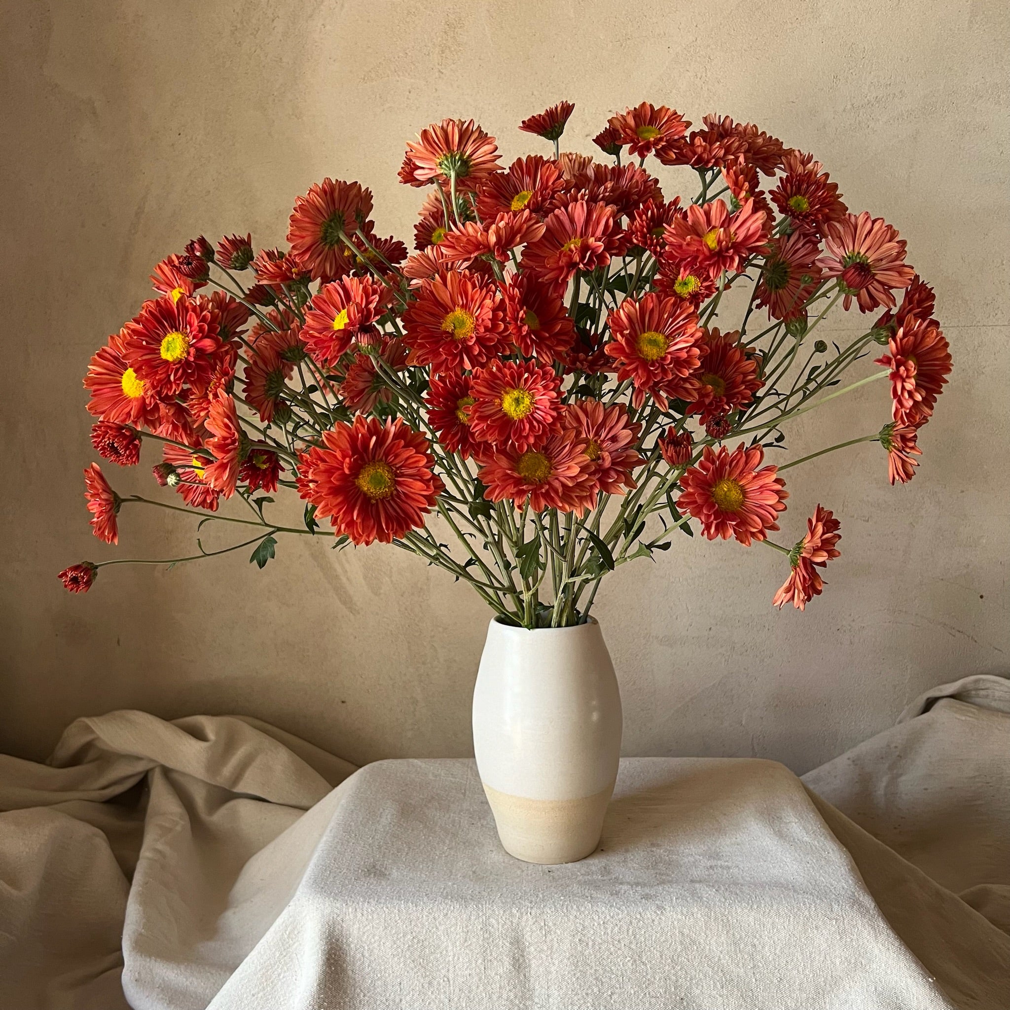 A bouquet of Mancetta Sunset heirloom chrysanthemums in a vase. Blooms in the fall. Long lasting cut flowers.