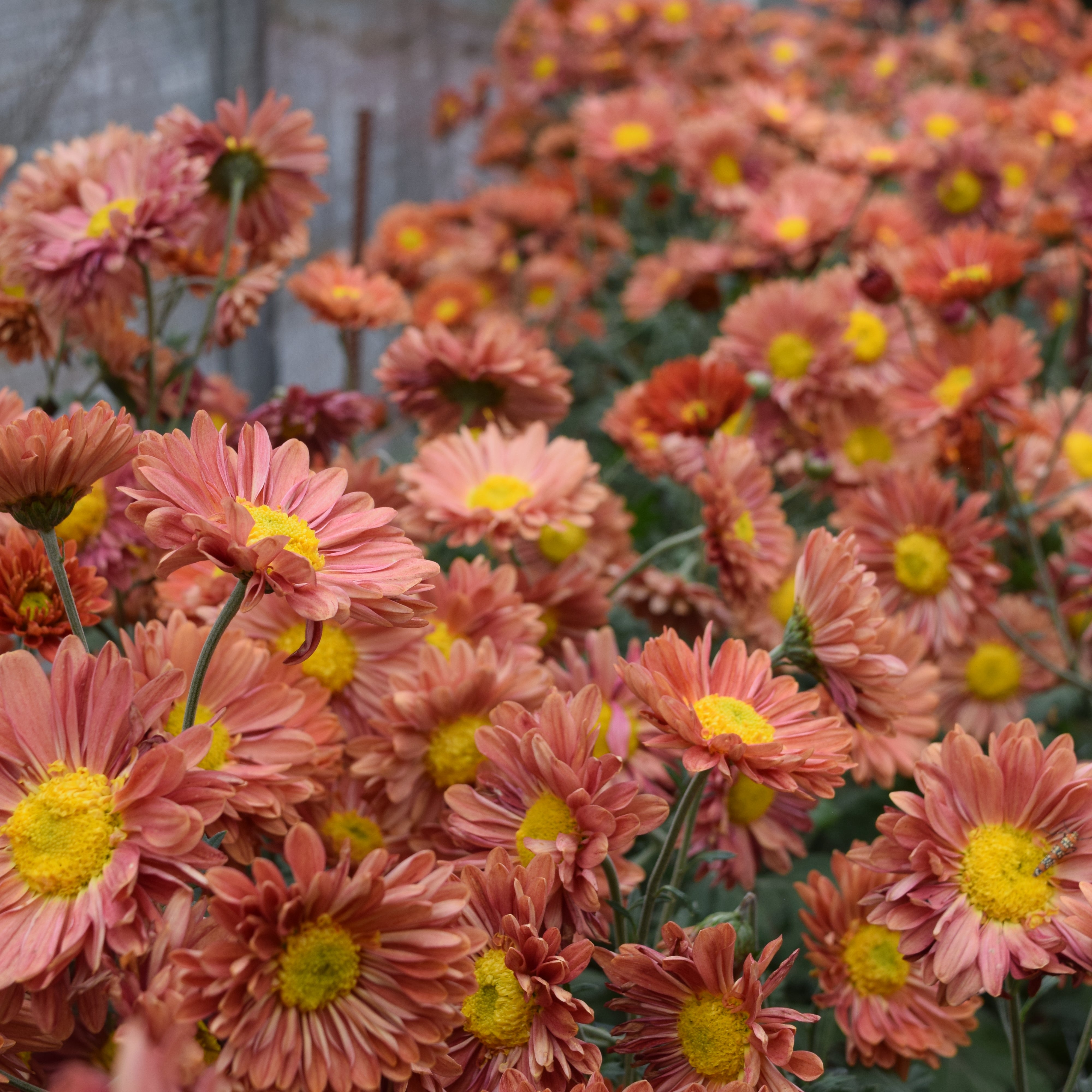 Mancetta Sunset heirloom chrysanthemums growing in a tunnel. Blooms in the fall. Good for container gardening. Long lasting cut flower.