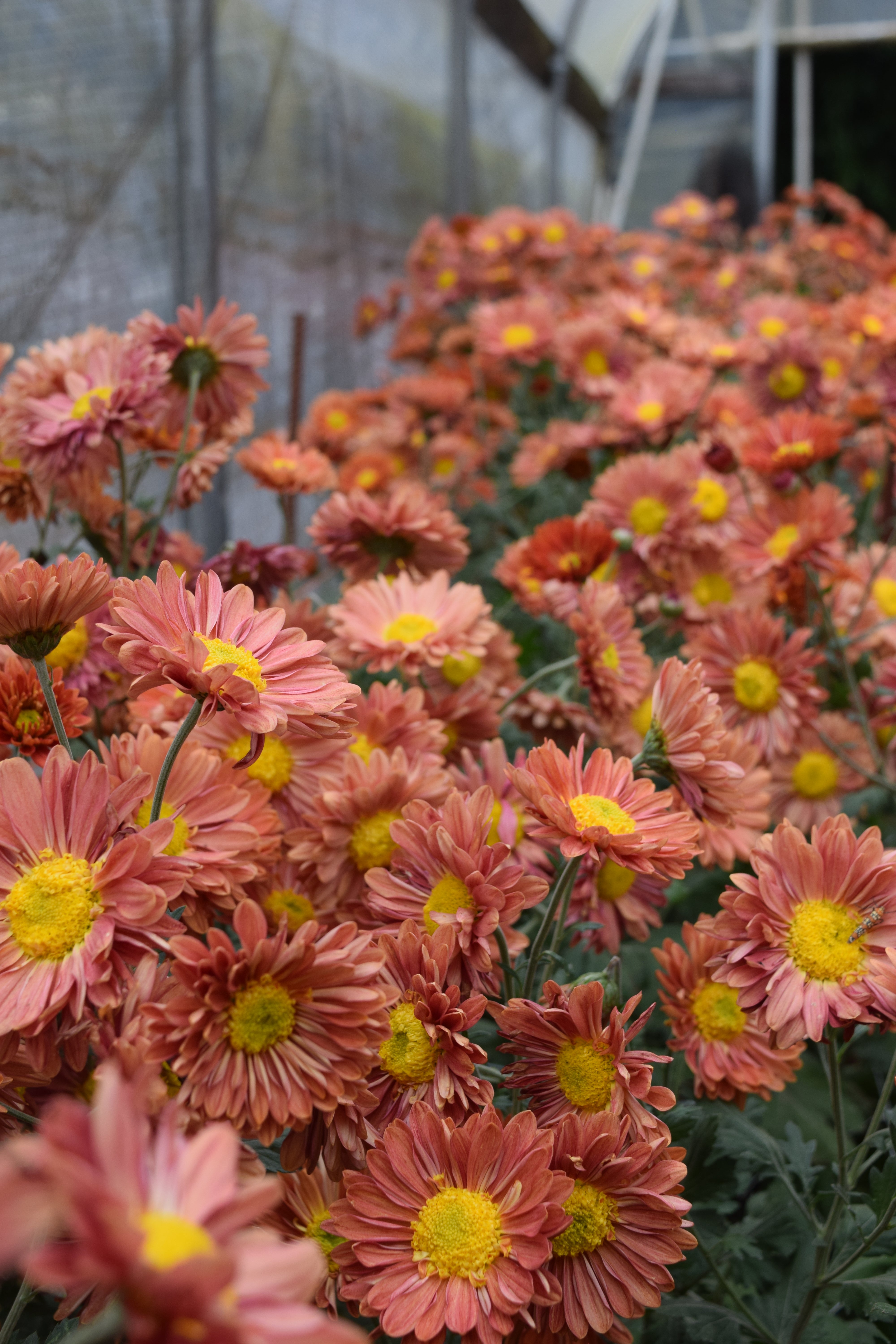 Mancetta Sunset heirloom chrysanthemums growing in a tunnel. Blooms in the fall. Good for container gardening. Long lasting cut flower.