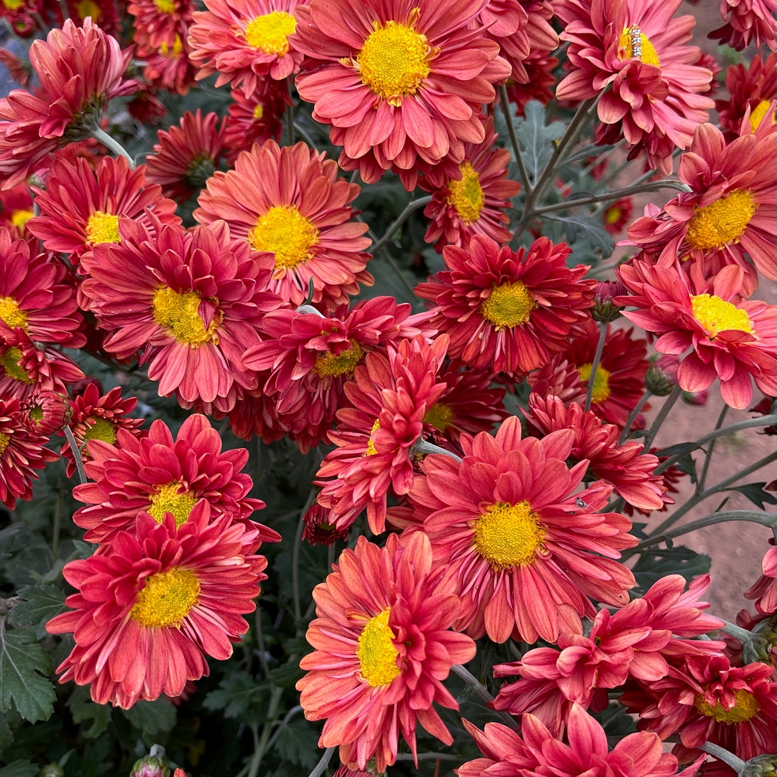 Close-up of Mancetta Sunset heirloom mums. Blooms in the fall. Good for container gardening. Long lasting cut flower.