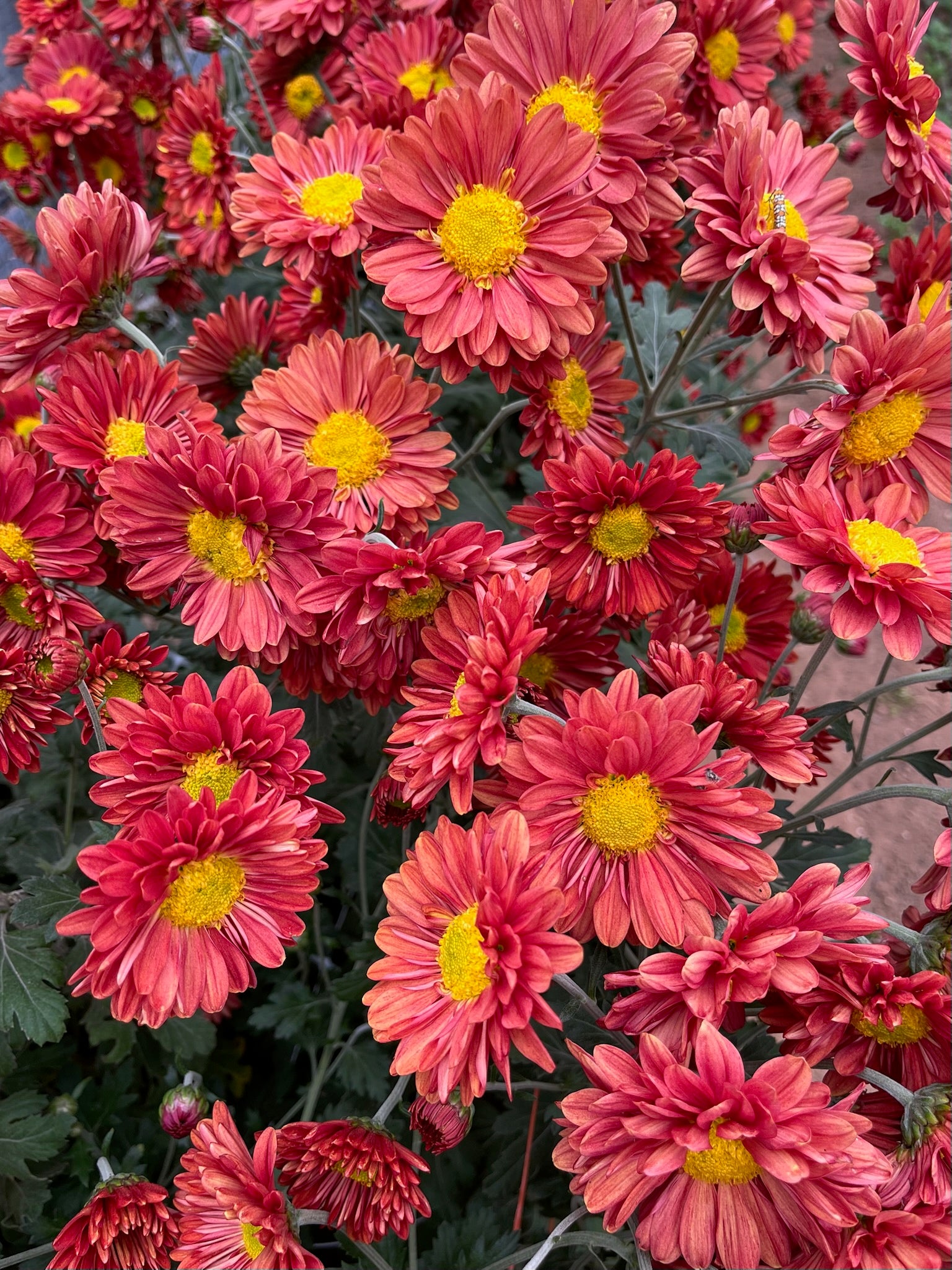 Close-up of Mancetta Sunset heirloom mums. Blooms in the fall. Good for container gardening. Long lasting cut flower.