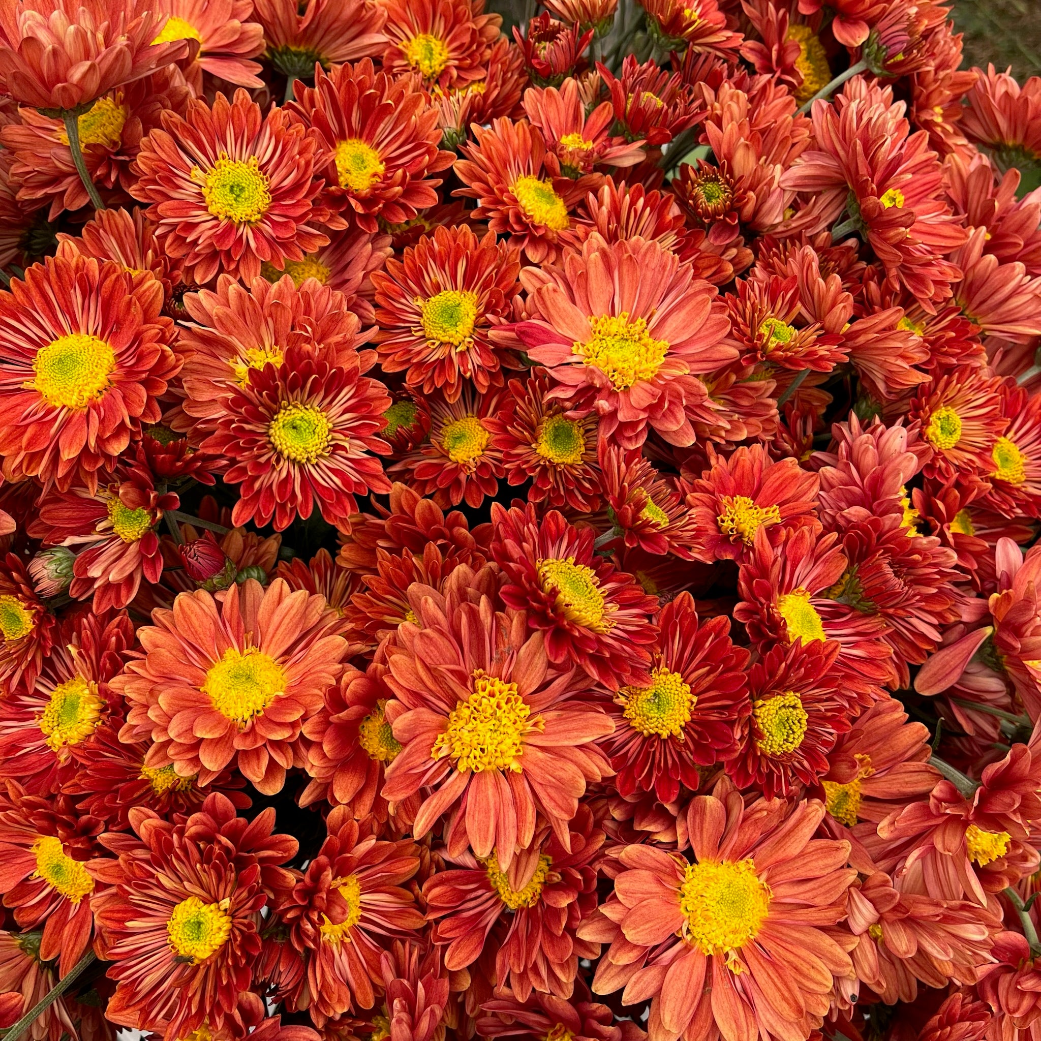 A close up of red and yellow Mancetta Sunset heirloom chrysanthemums. Long lasting fall blooms. Great for container gardening.