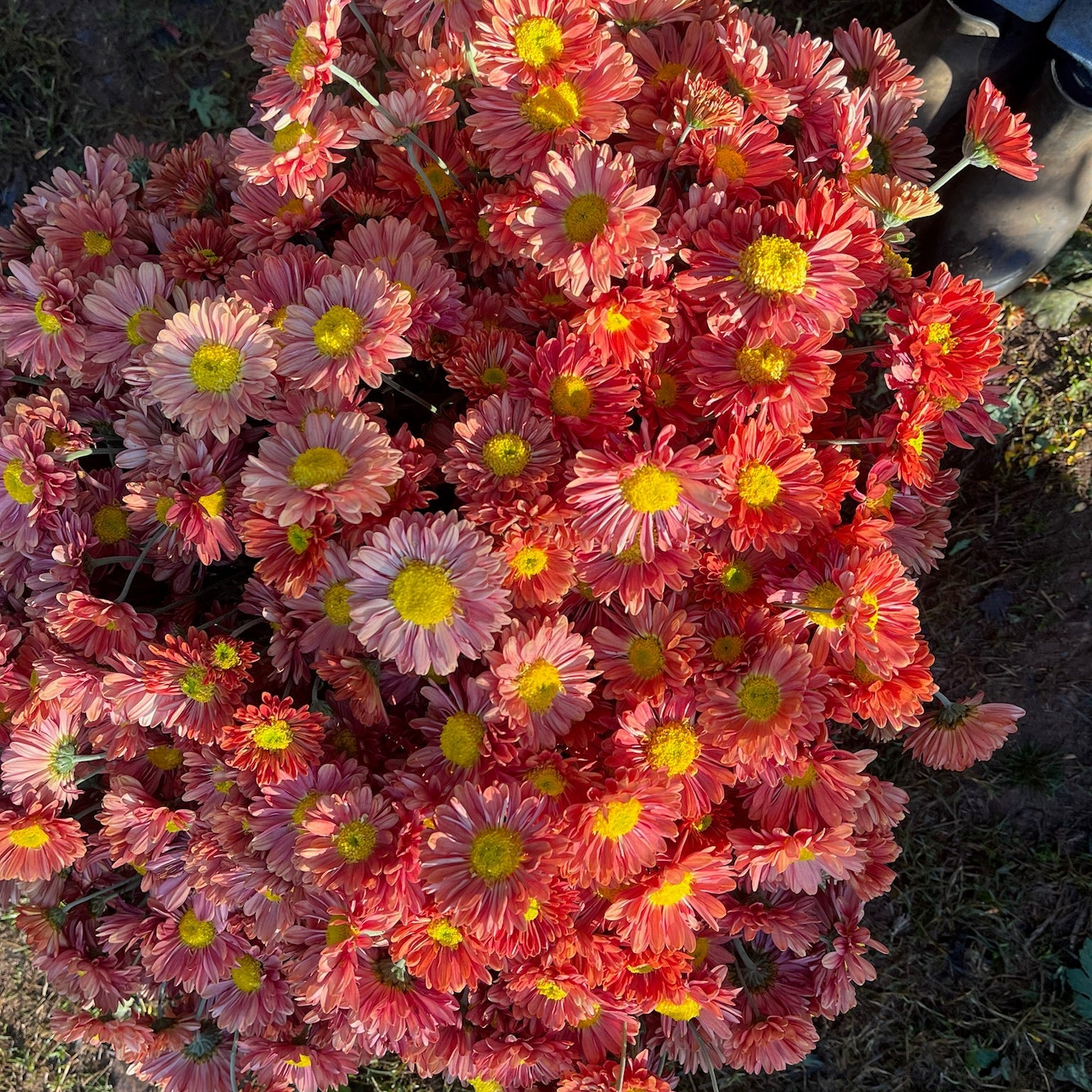 A bucket of red and yellow Mancetta Sunset heirloom chrysanthemums after harvest. Long lasting cut flowers that bloom in the fall.
