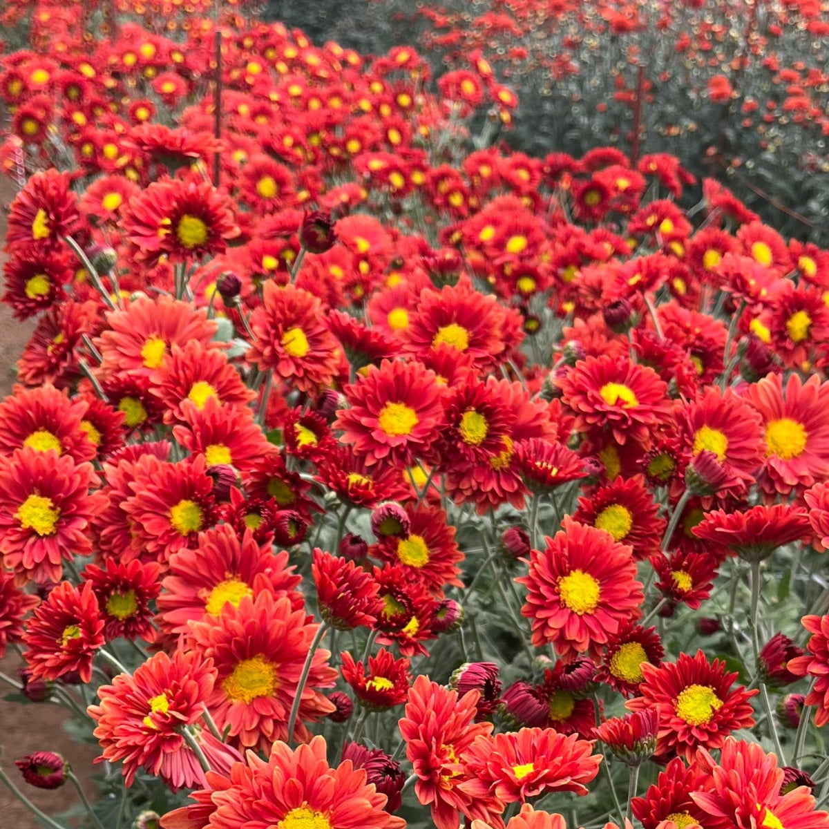 Mancetta Sunset heirloom mums growing in a tunnel. Blooms in the fall. Good for container gardening. Long lasting cut flower.