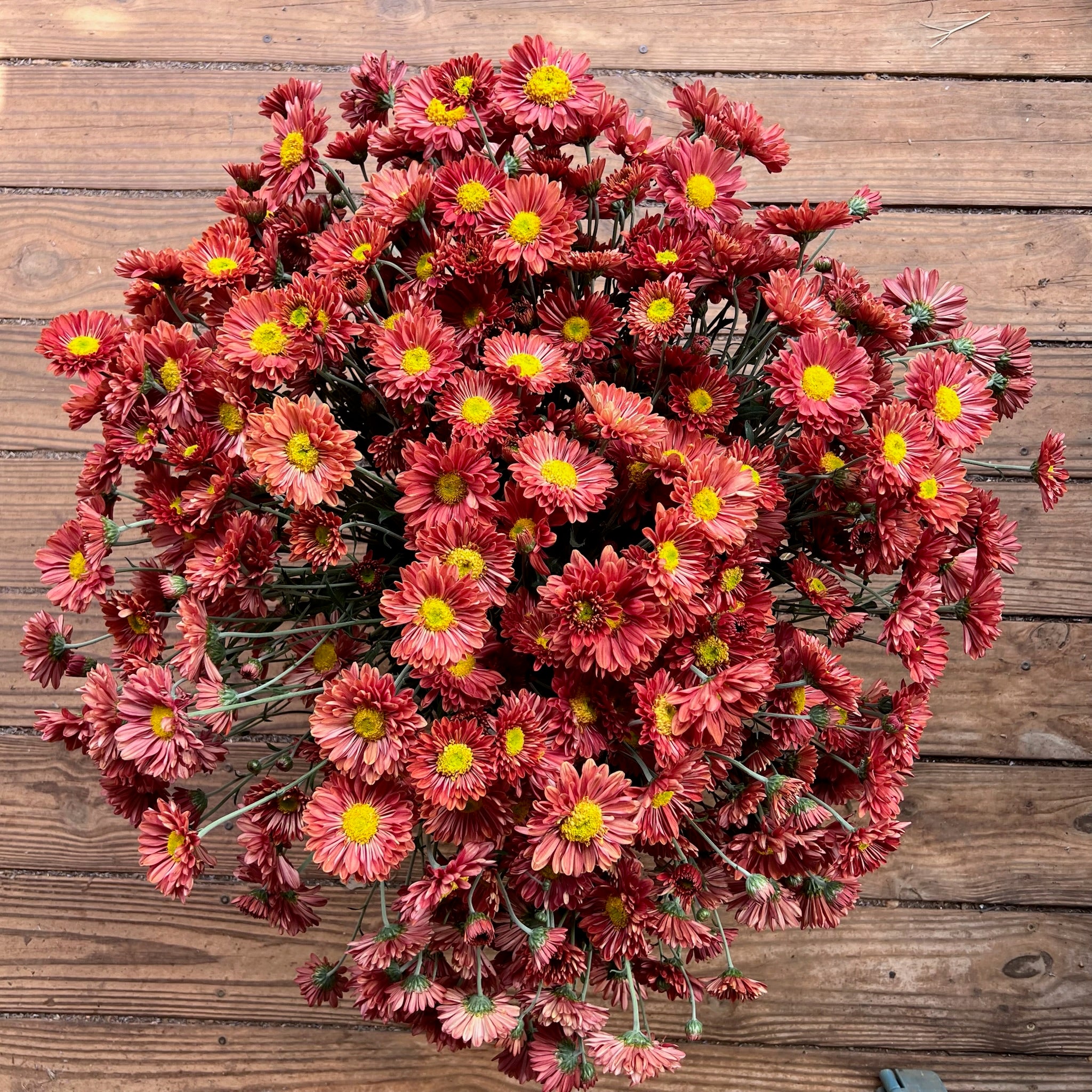 A bucket of Mancetta Sunset heirloom mums. Blooms in the fall. Good for container gardening. Long lasting cut flower.