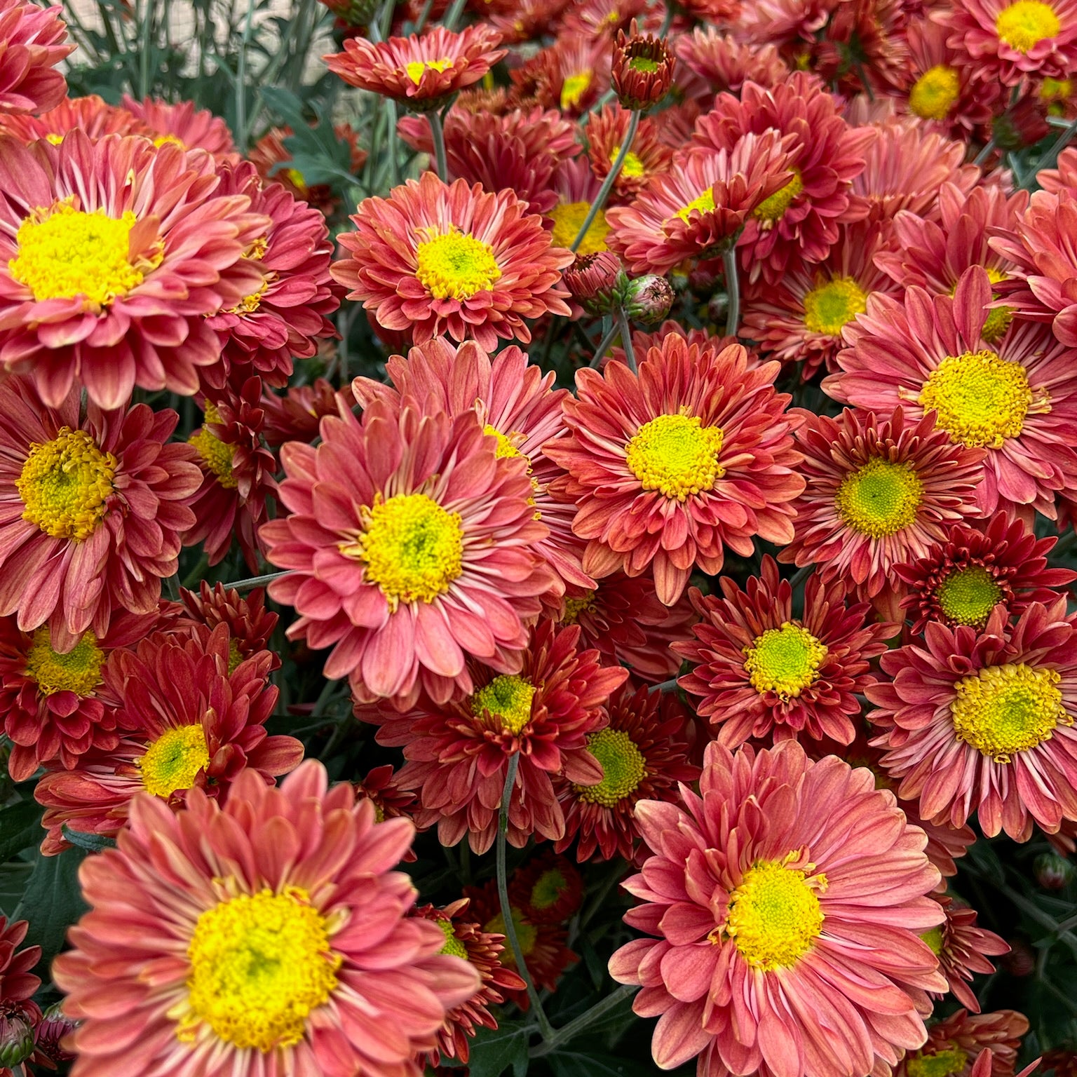 Mancetta Sunset heirloom chrysanthemums growing in a tunnel. Blooms in the fall. Good for container gardening. Long lasting cut flower.