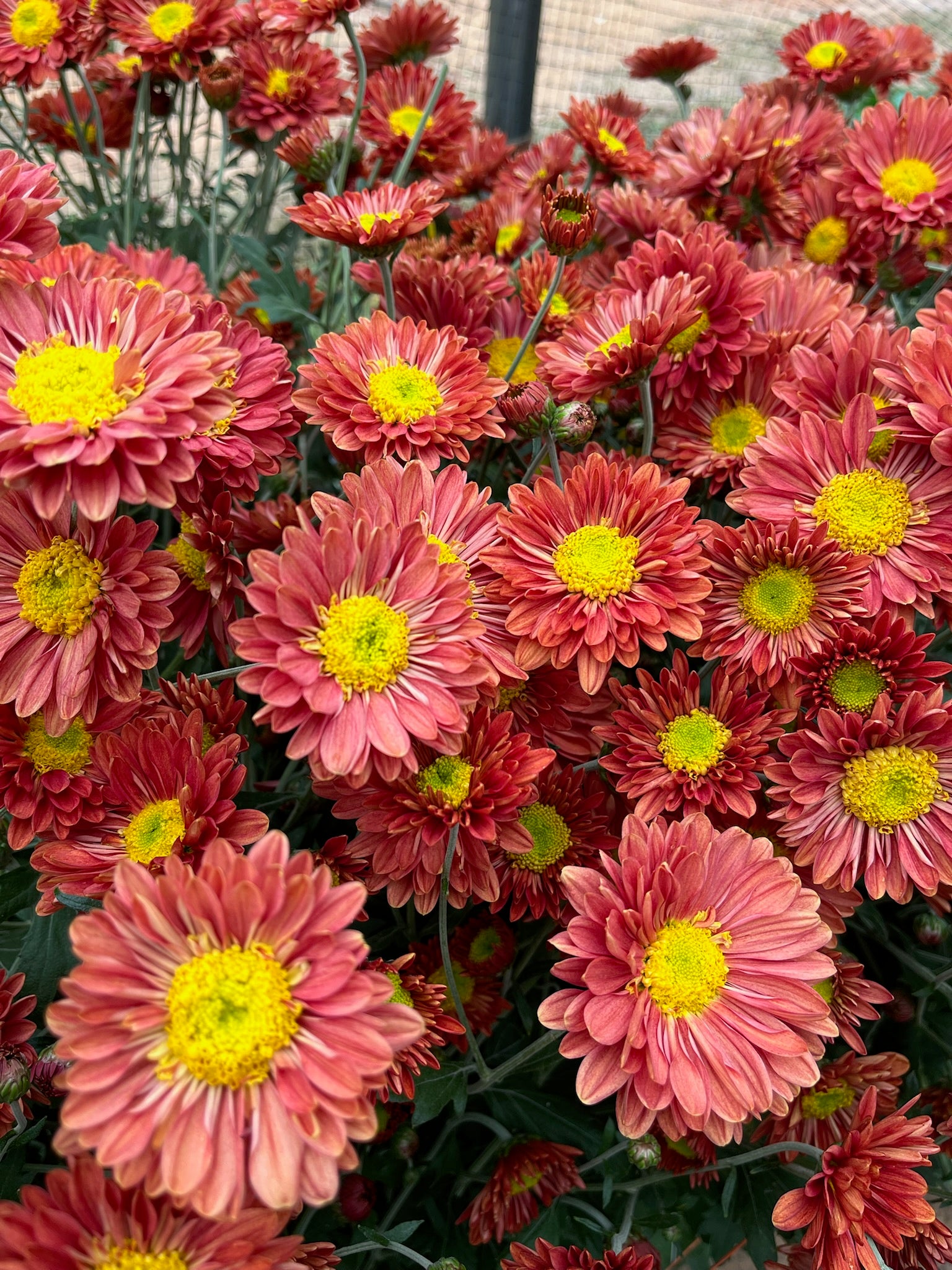 Mancetta Sunset heirloom chrysanthemums growing in a tunnel. Blooms in the fall. Good for container gardening. Long lasting cut flower.