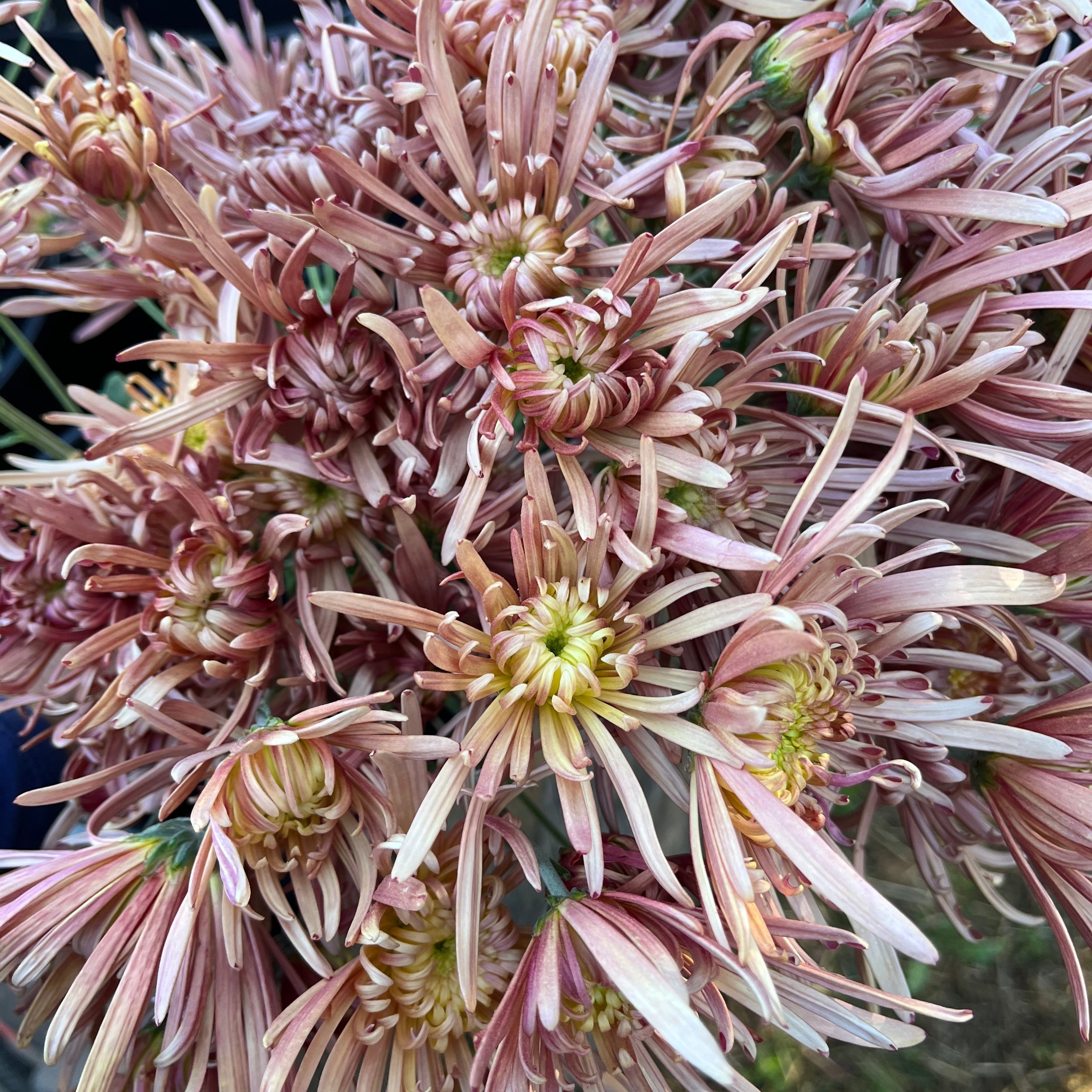 A bouquet of Mocha heirloom chrysanthemums. Fall blooms. Good for disbud.