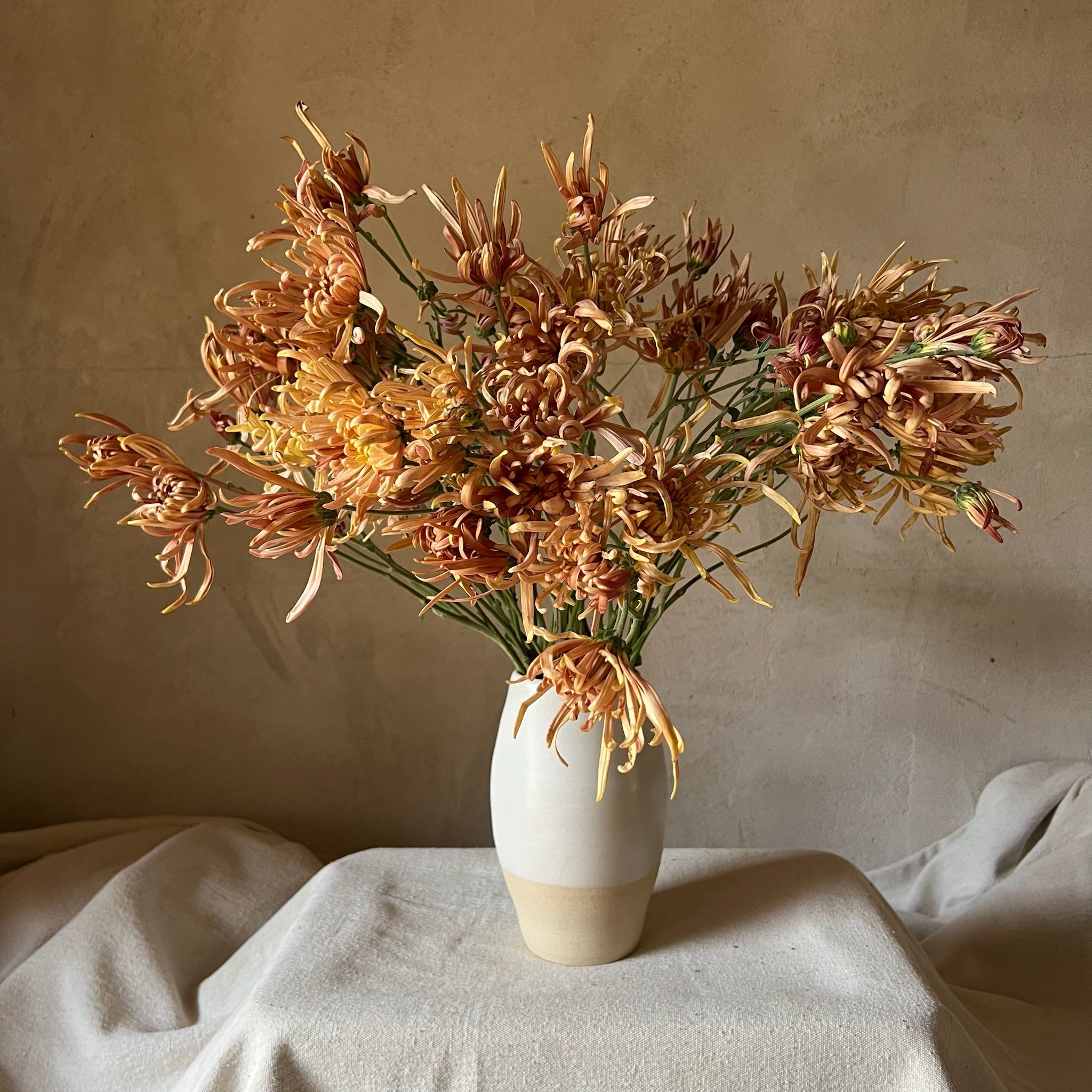 A bouquet of Mocha heirloom chrysanthemums in a white vase. Good for disbud. Long lasting cut flower.