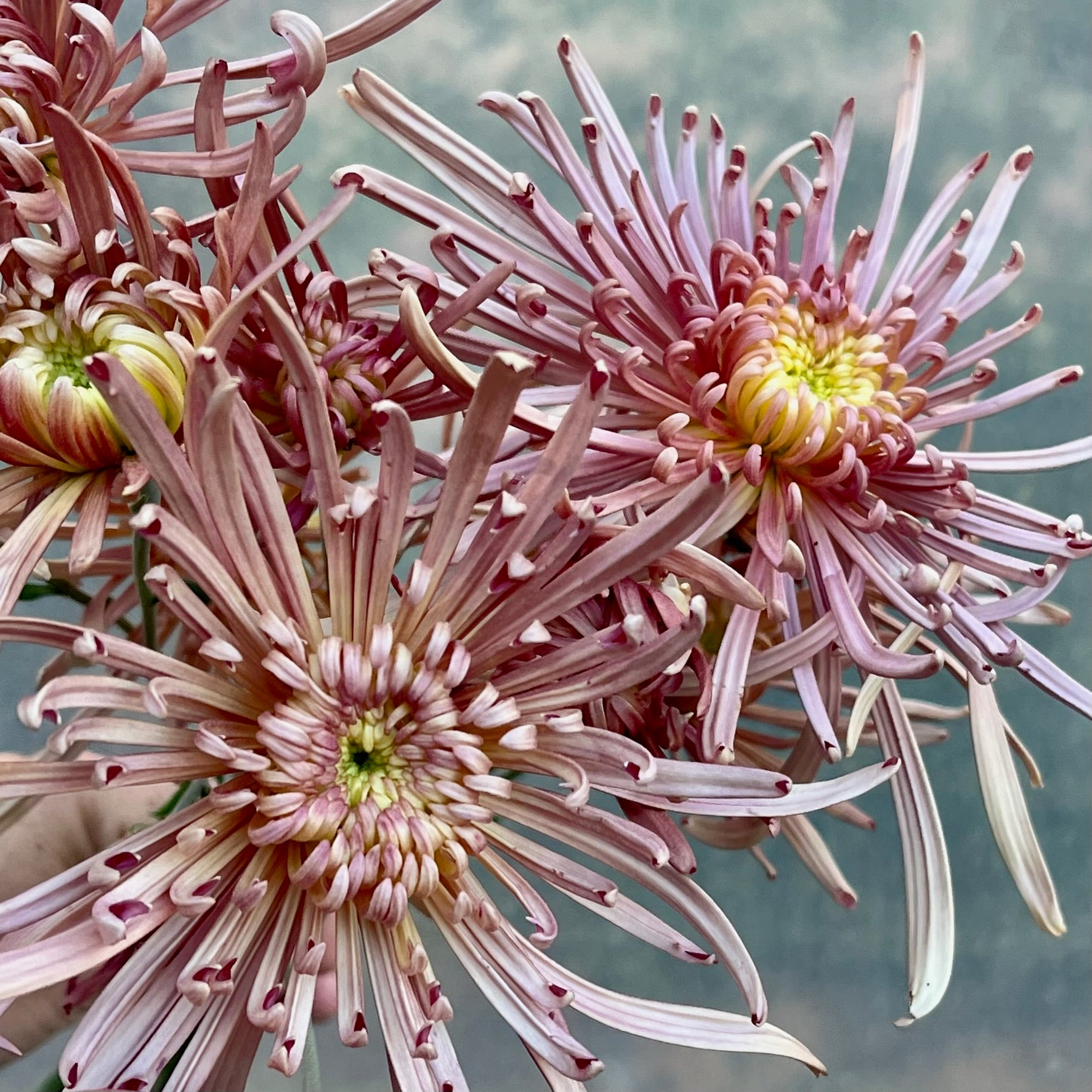 A close-up of Mocha heirloom chrysanthemum. Blooms in the fall. Good for disbud.