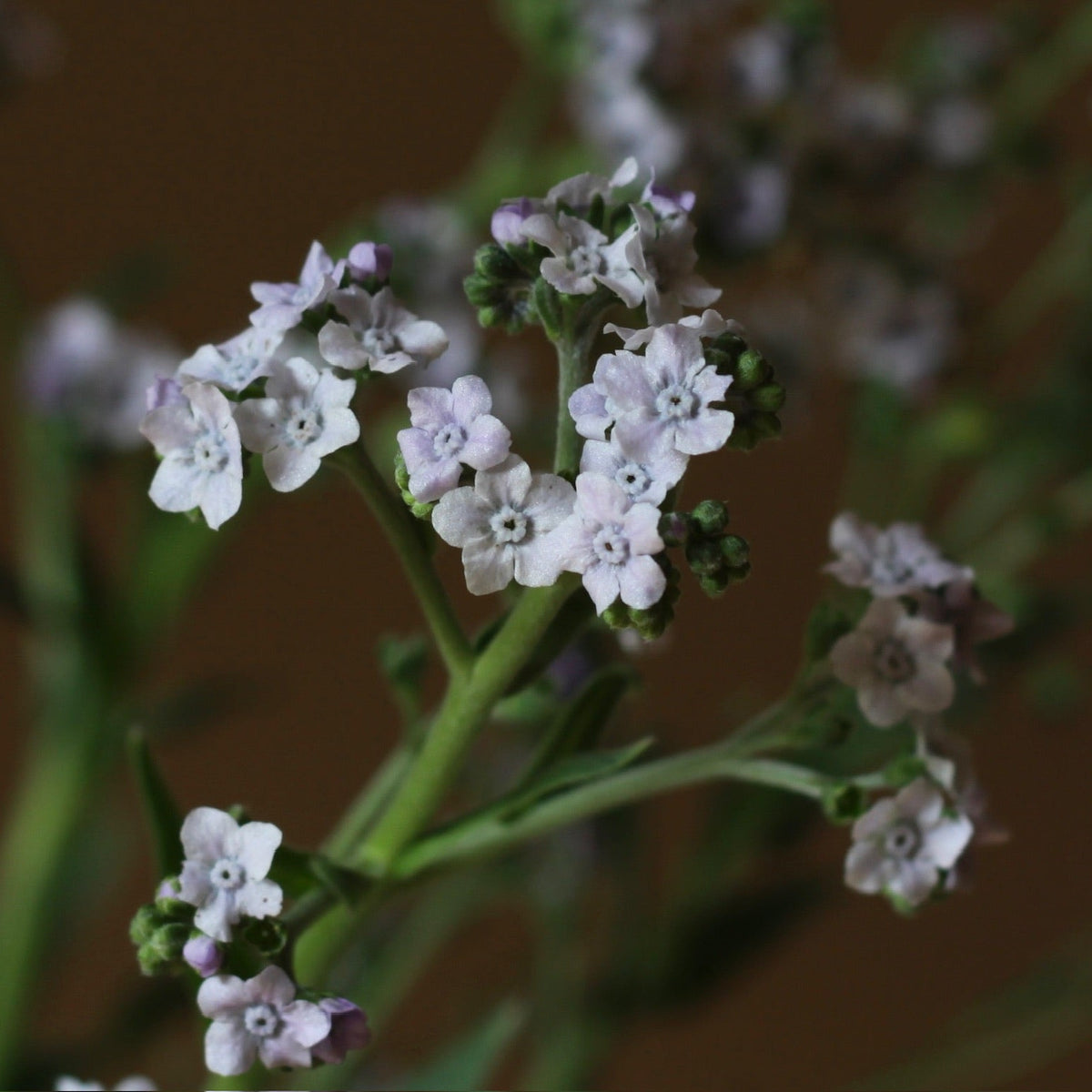 Forget-Me-Not 'Ms. Marilyn' Seeds - Bred by 3 Porch Farm !
