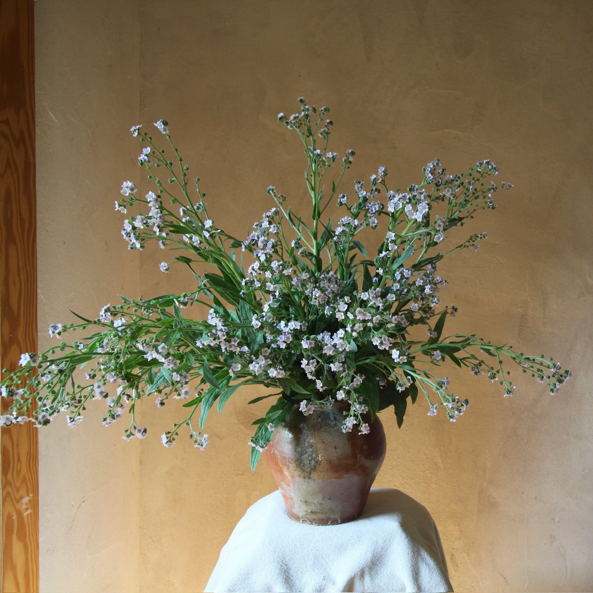 Forget-Me-Not 'Ms. Marilyn' Seeds - Bred by 3 Porch Farm !