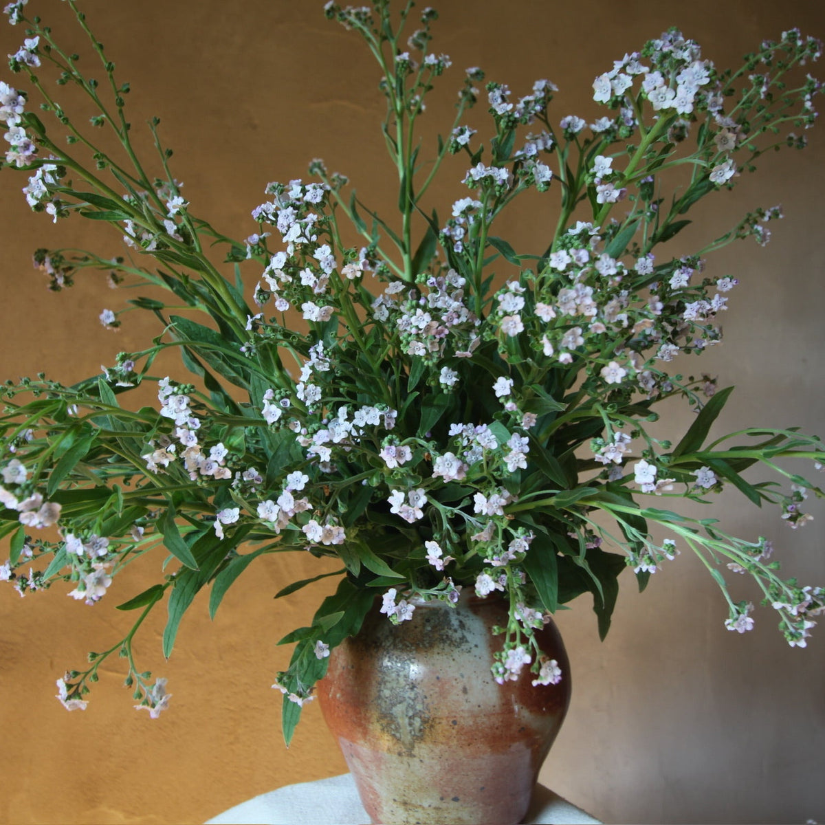 Forget-Me-Not 'Ms. Marilyn' Seeds - Bred by 3 Porch Farm !