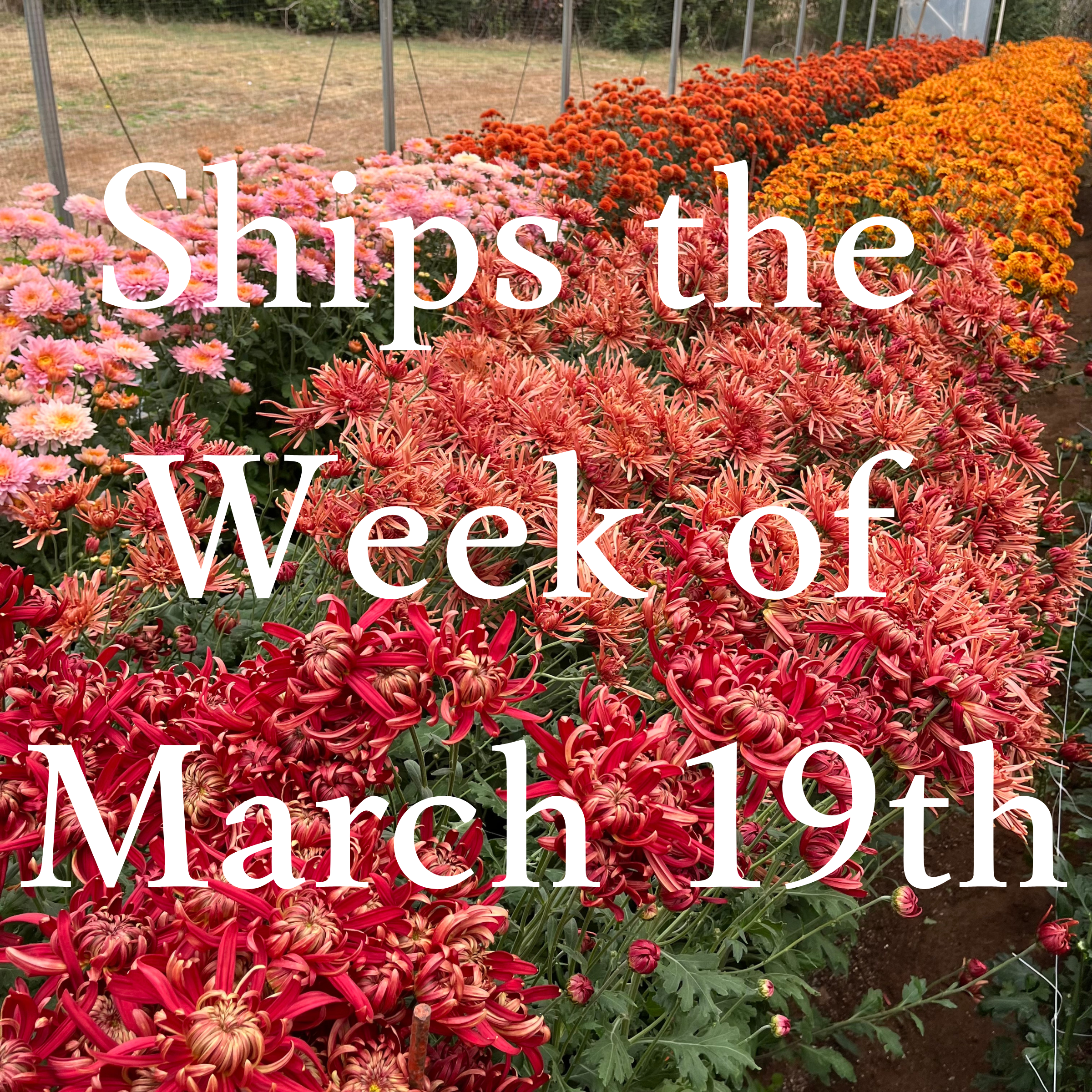 Heirloom Mum cuttings || Ships Week of March 19th