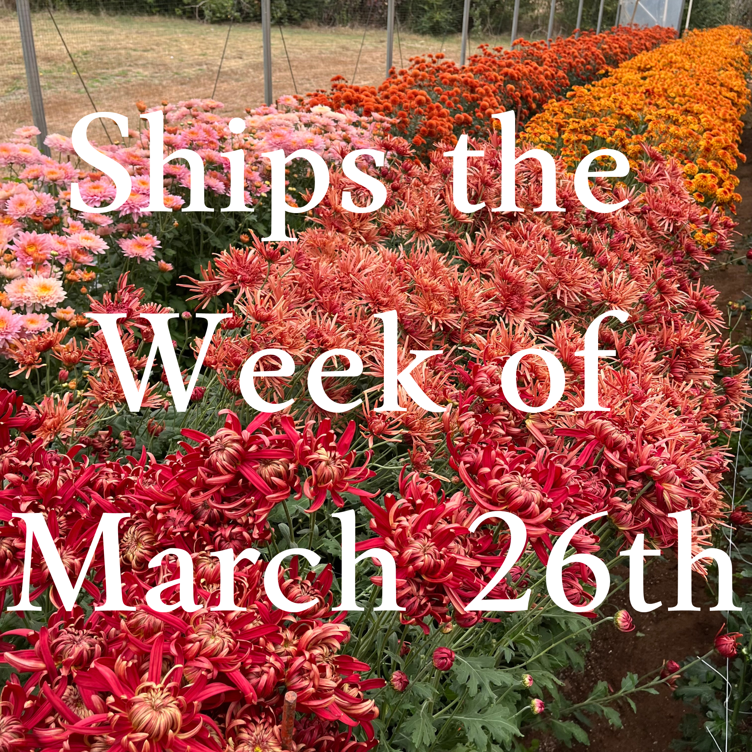 Heirloom Mum cuttings || Ships Week of March 26th