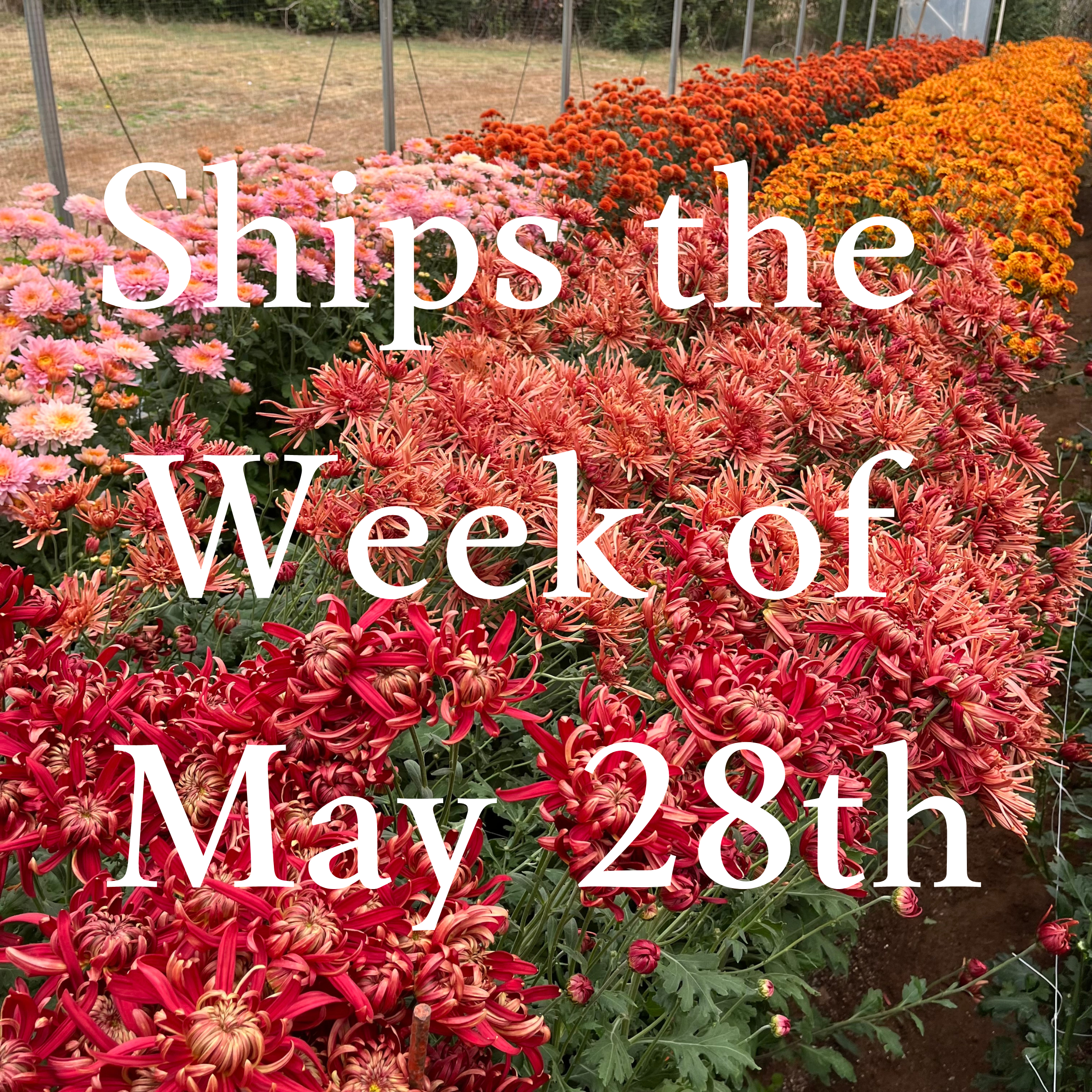 Heirloom Mum cuttings || Ships Week of May 28th