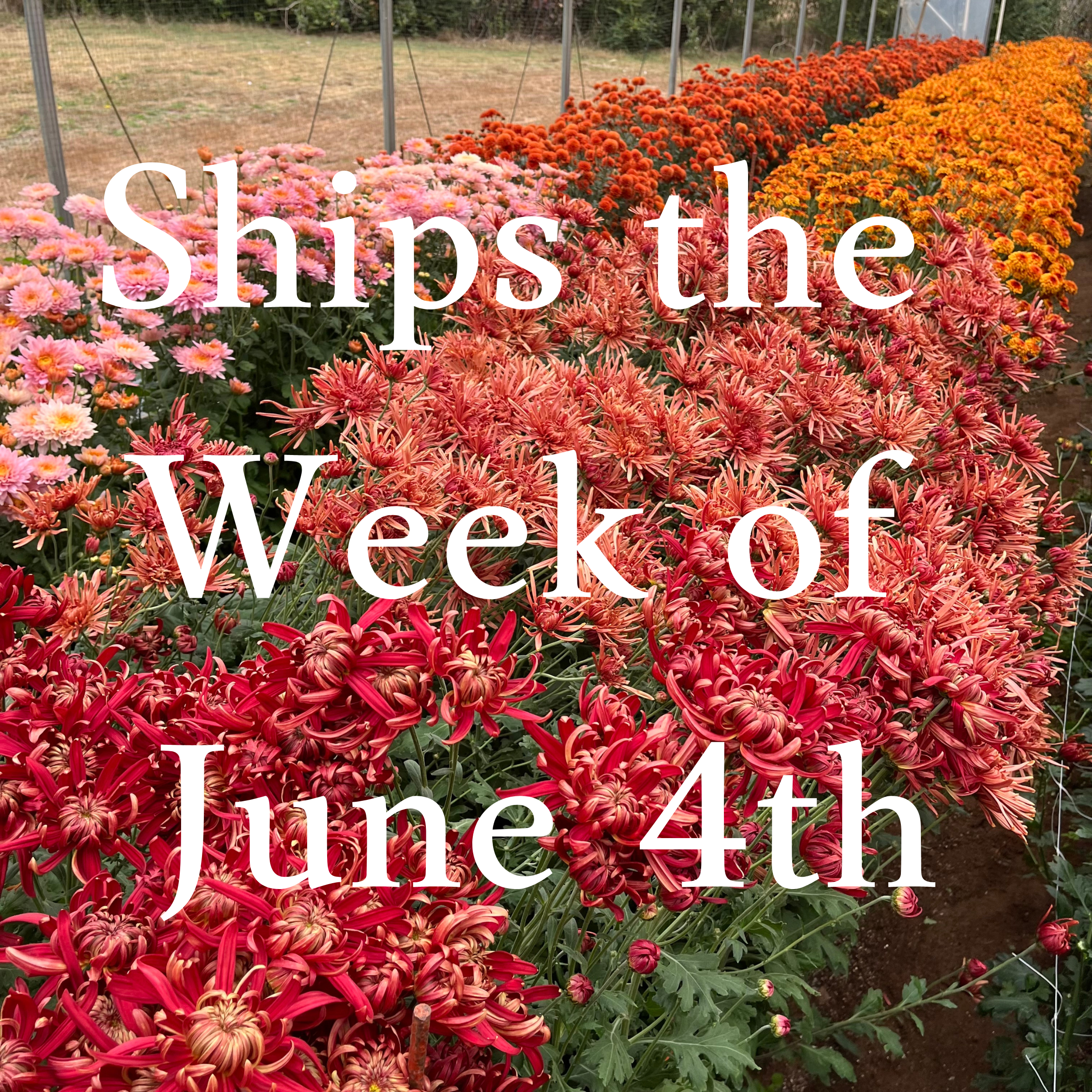 Heirloom Chrysanthemum cuttings || Ships Week of June 4th