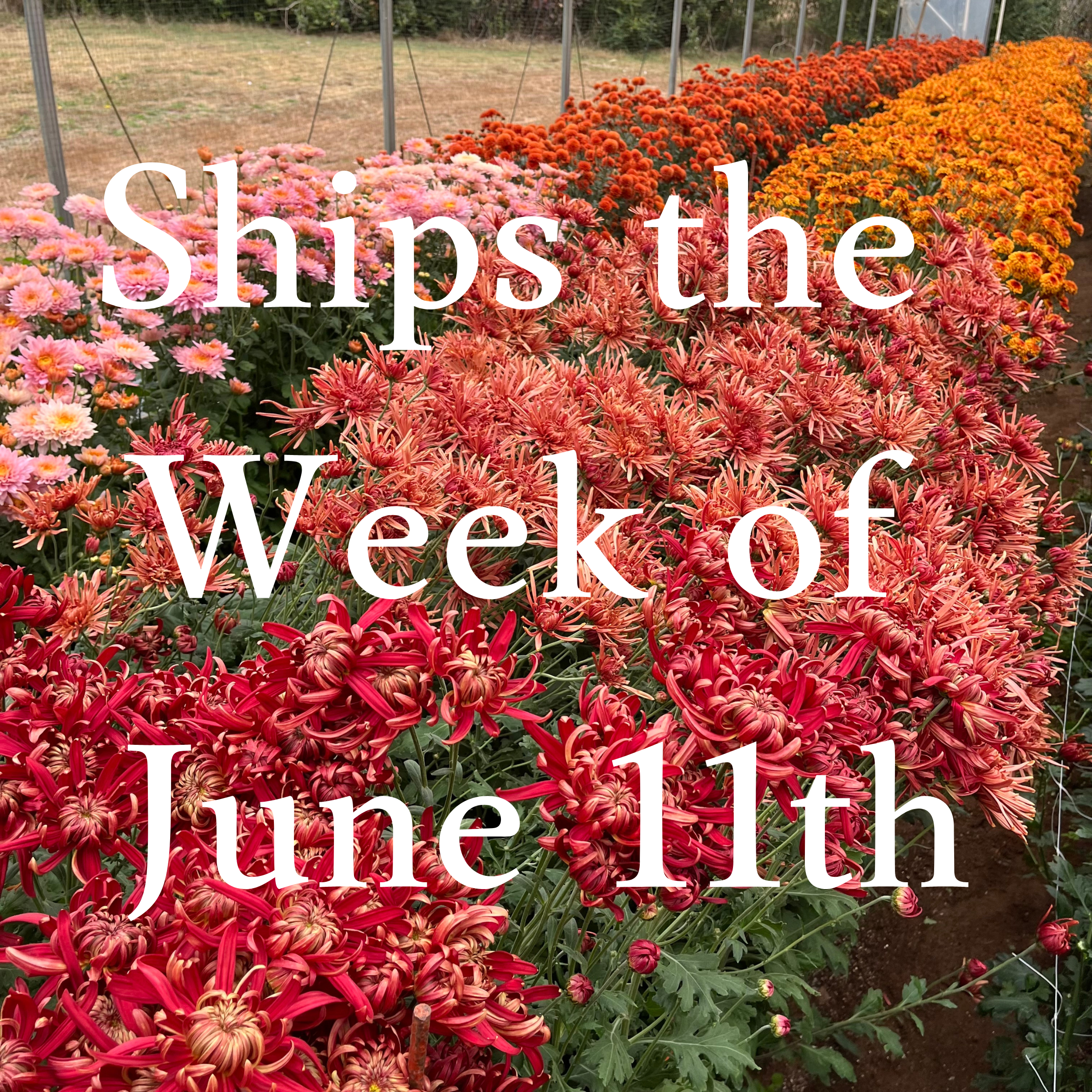 Heirloom Mum cuttings || Ships Week of June 11th