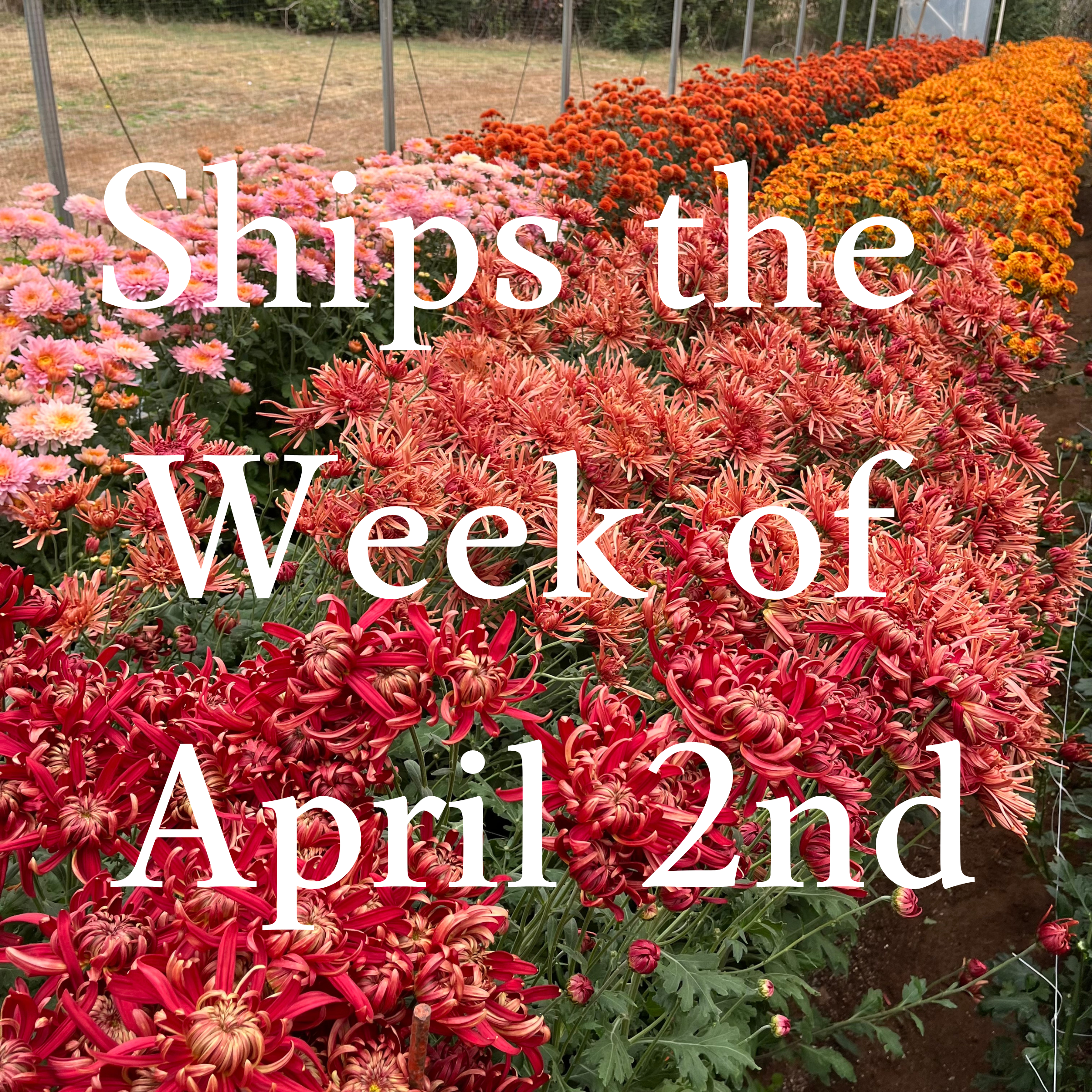 Heirloom Chrysanthemum cuttings || Ships Week of April 2nd