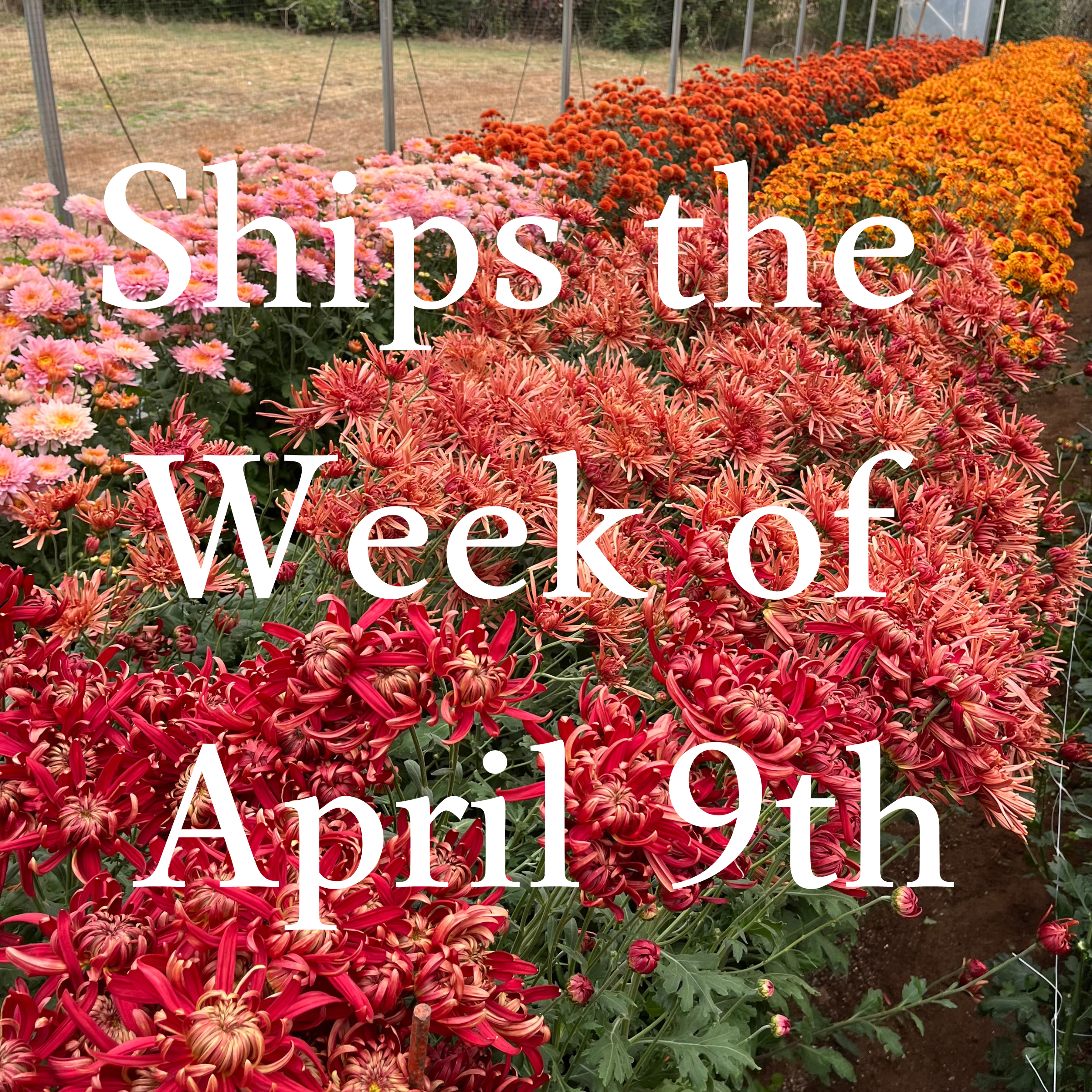 Heirloom Chrysanthemum cuttings || Ships Week of April 9th