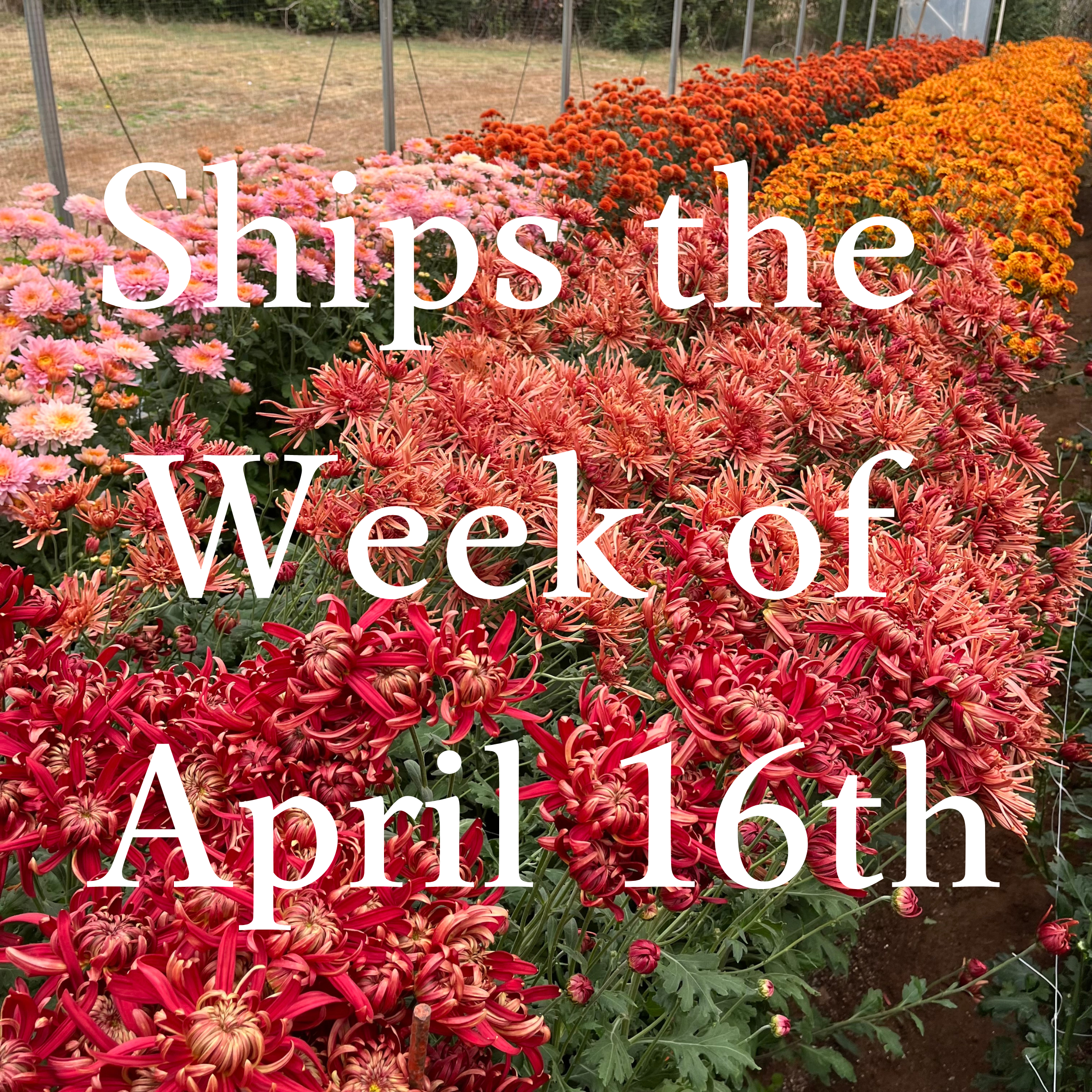 Heirloom Chrysanthemum cuttings || Ships Week of April 16th