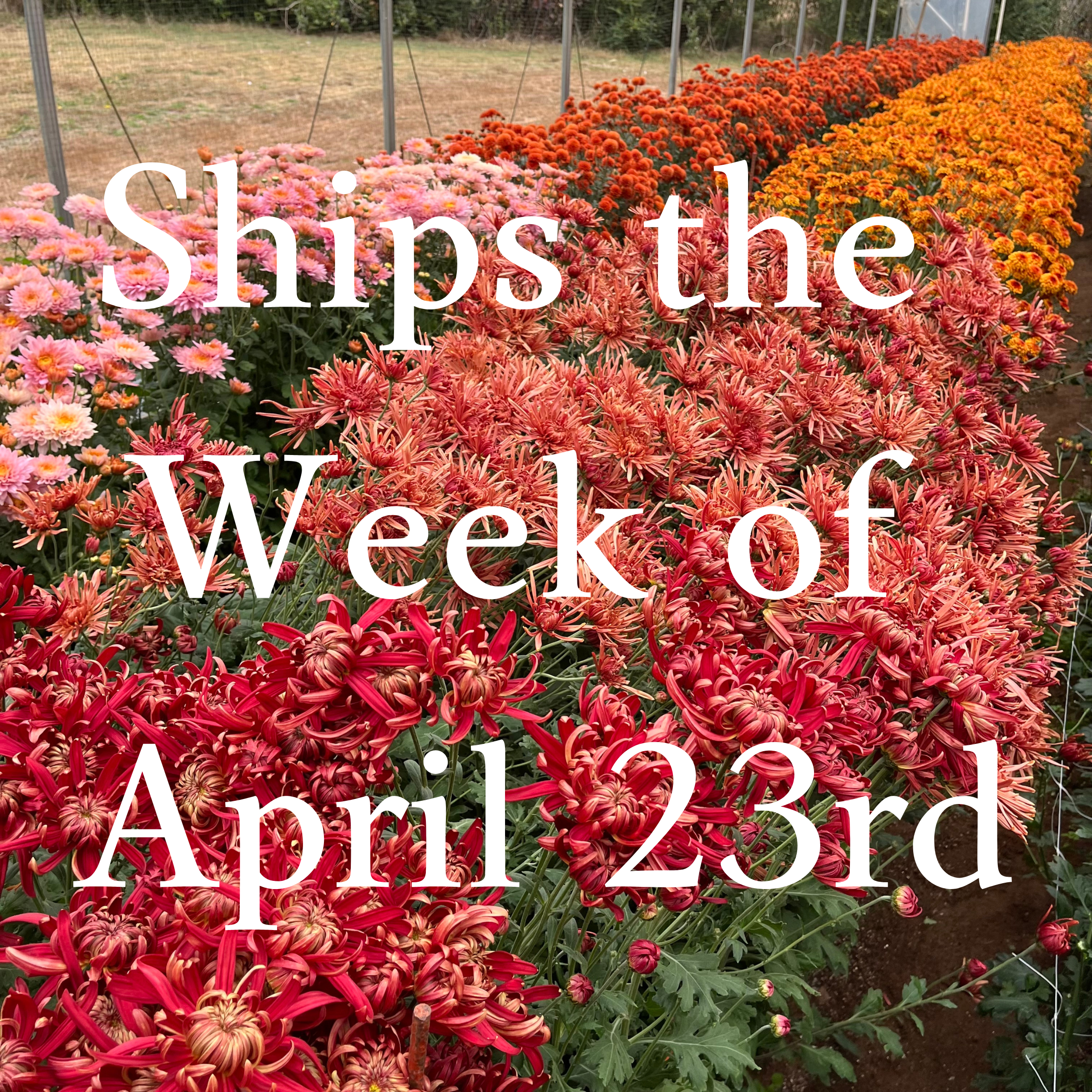 Heirloom Chrysanthemum cuttings || Ships Week of April 23rd