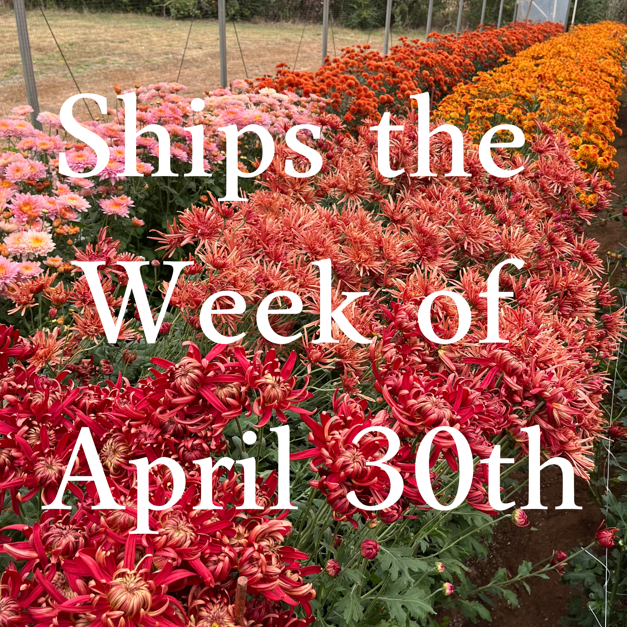 Heirloom Chrysanthemum cuttings || Ships Week of April 30th