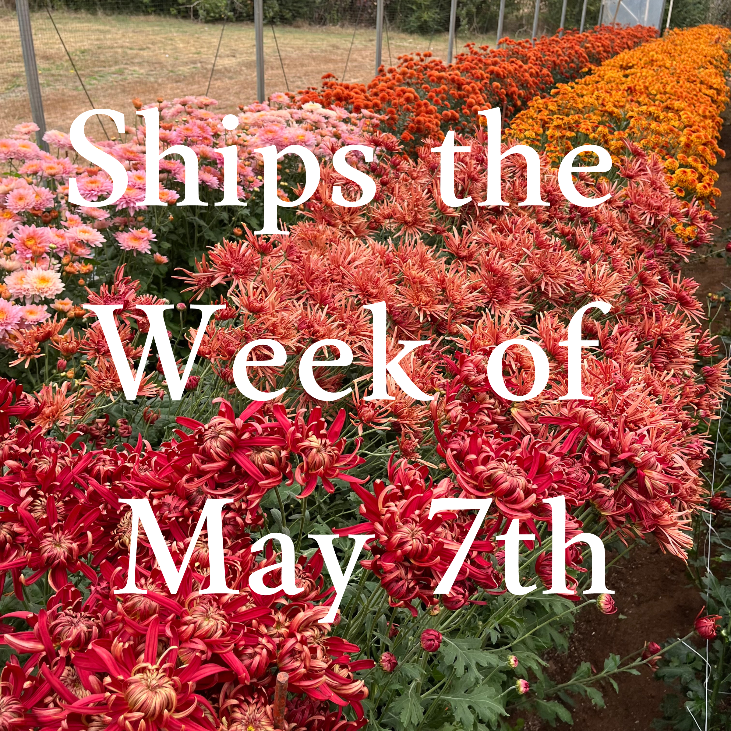 Heirloom Chrysanthemum cuttings || Ships Week of May 7th