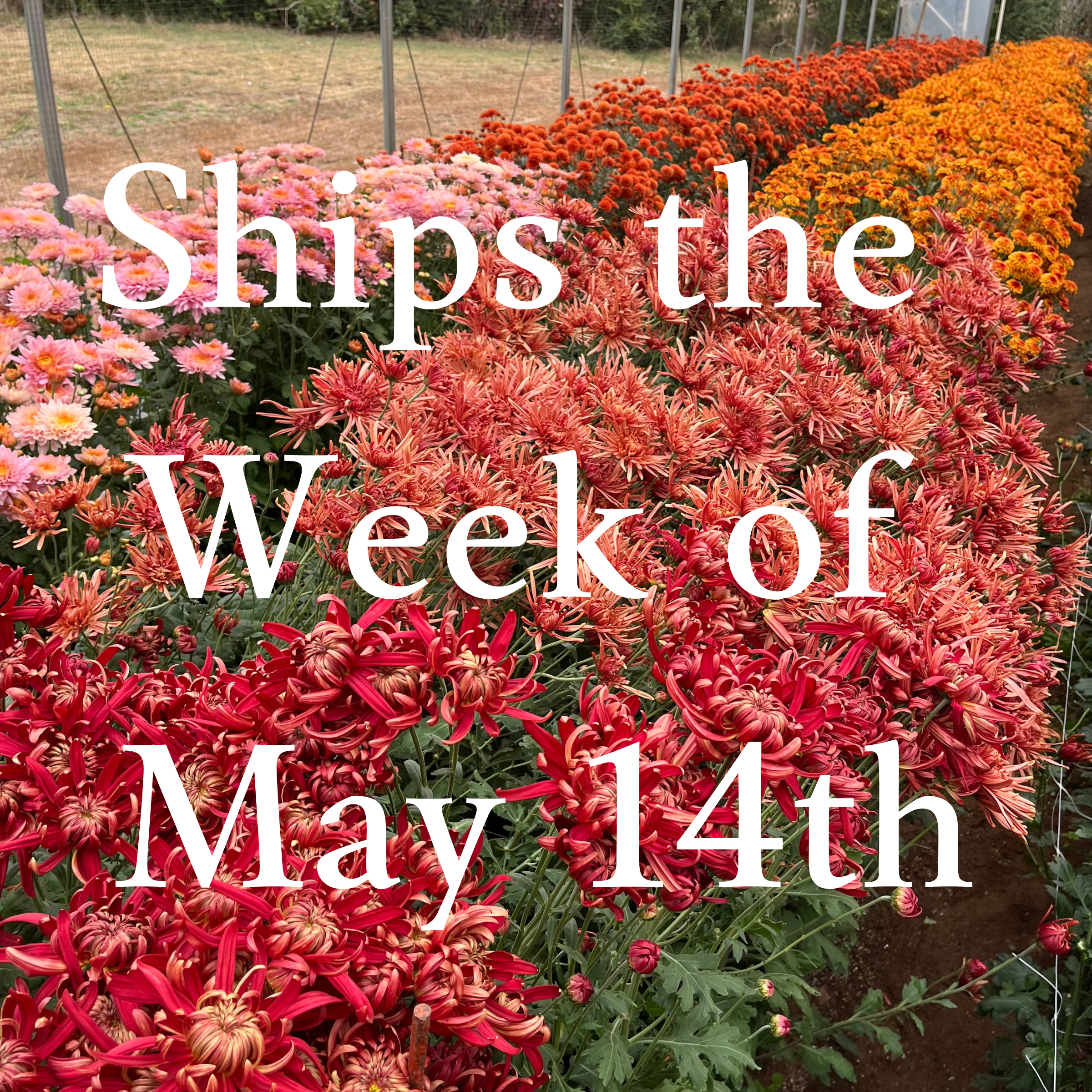 Heirloom Chrysanthemum cuttings || Ships Week of May 14th