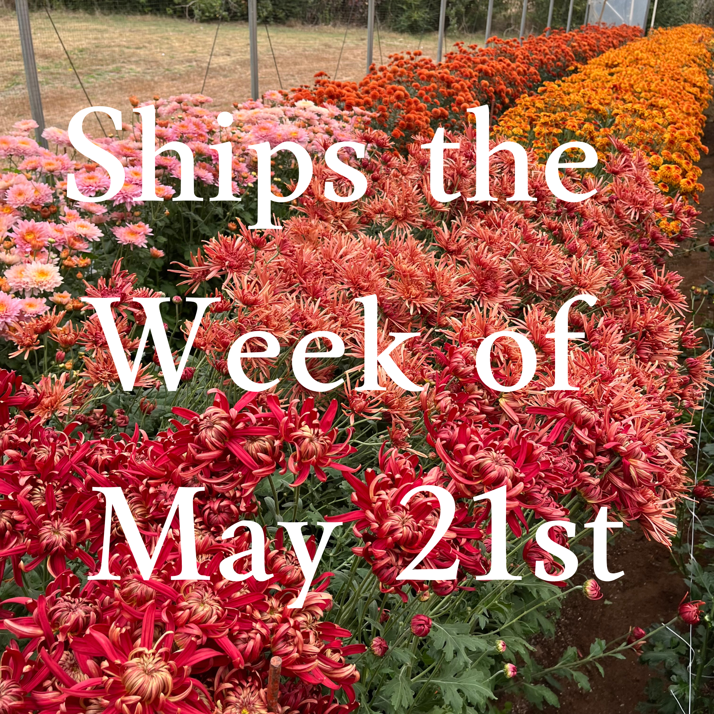 Heirloom Chrysanthemum cuttings || Ships Week of May 21st