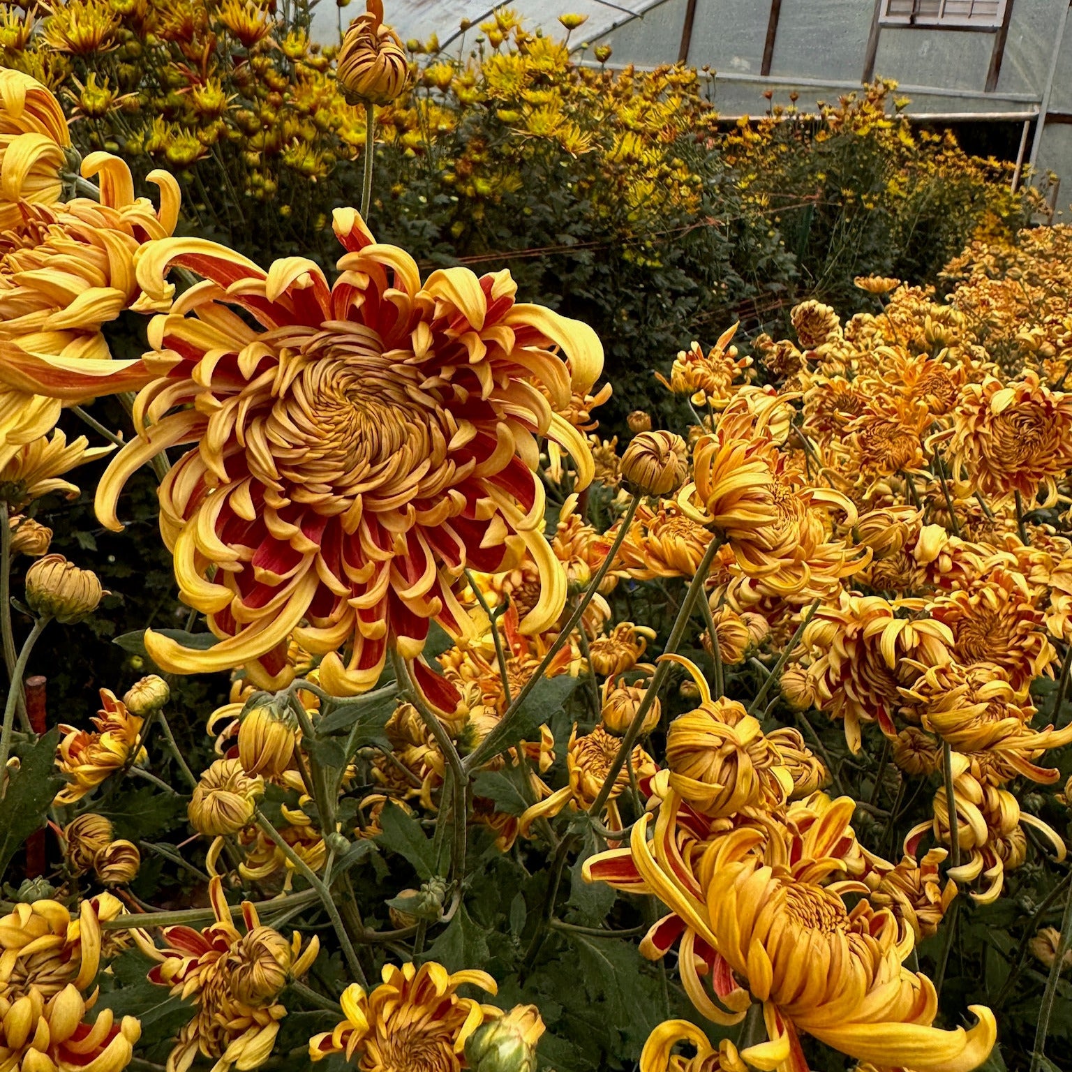 Heirloom chrysanthemum Nijin Bigo planted in a tunnel. Long lasting cut flowers that bloom in the fall. Good for disbud.