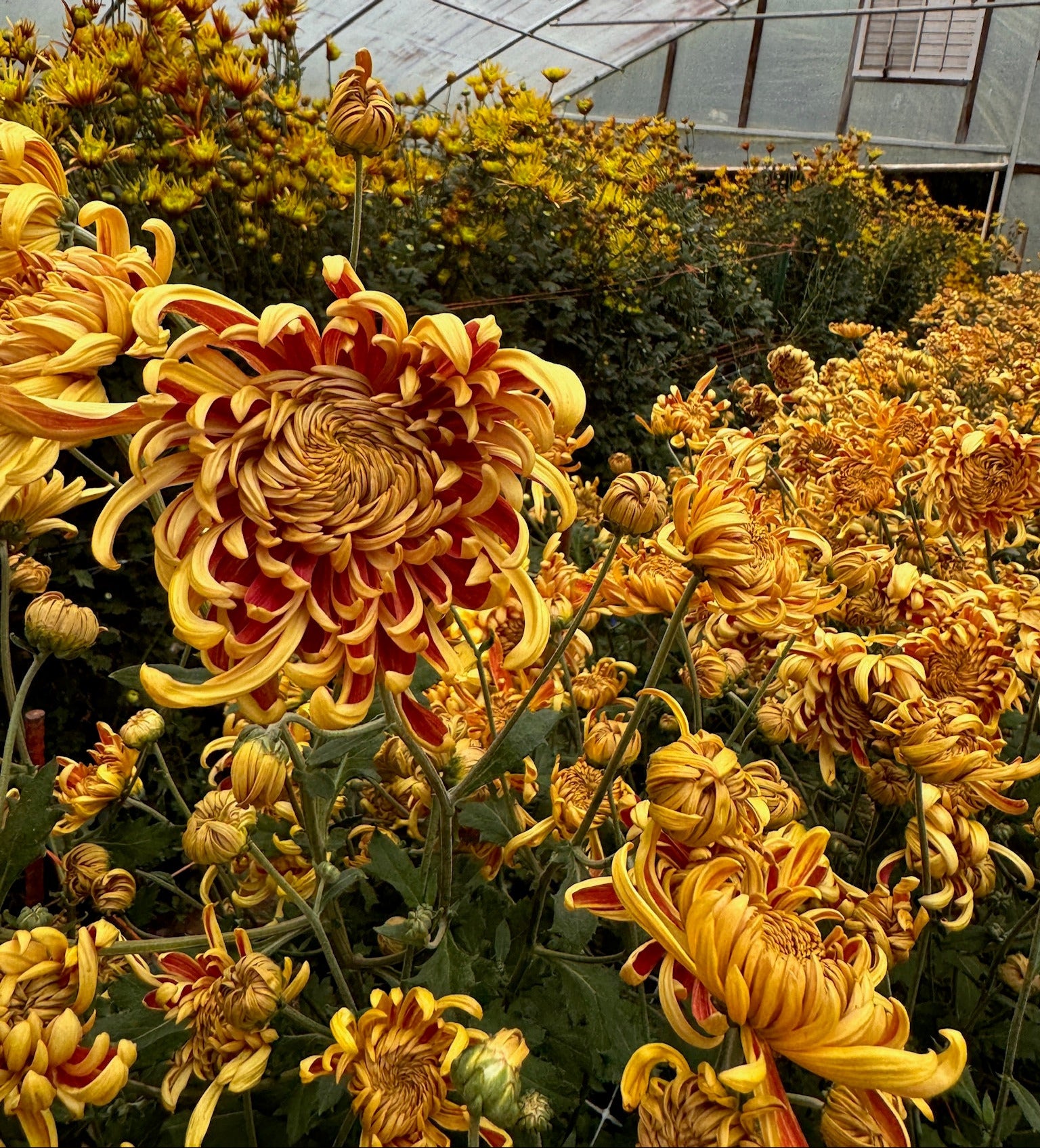Heirloom chrysanthemum Nijin Bigo planted in a tunnel. Long lasting cut flowers that bloom in the fall. Good for disbud.