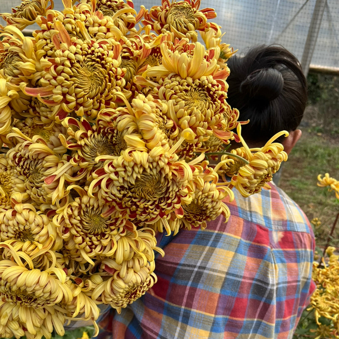 Heirloom chrysanthemum Nijin Bigo being harvested in the fall. Long lasting cut flowers. Good for disbud.