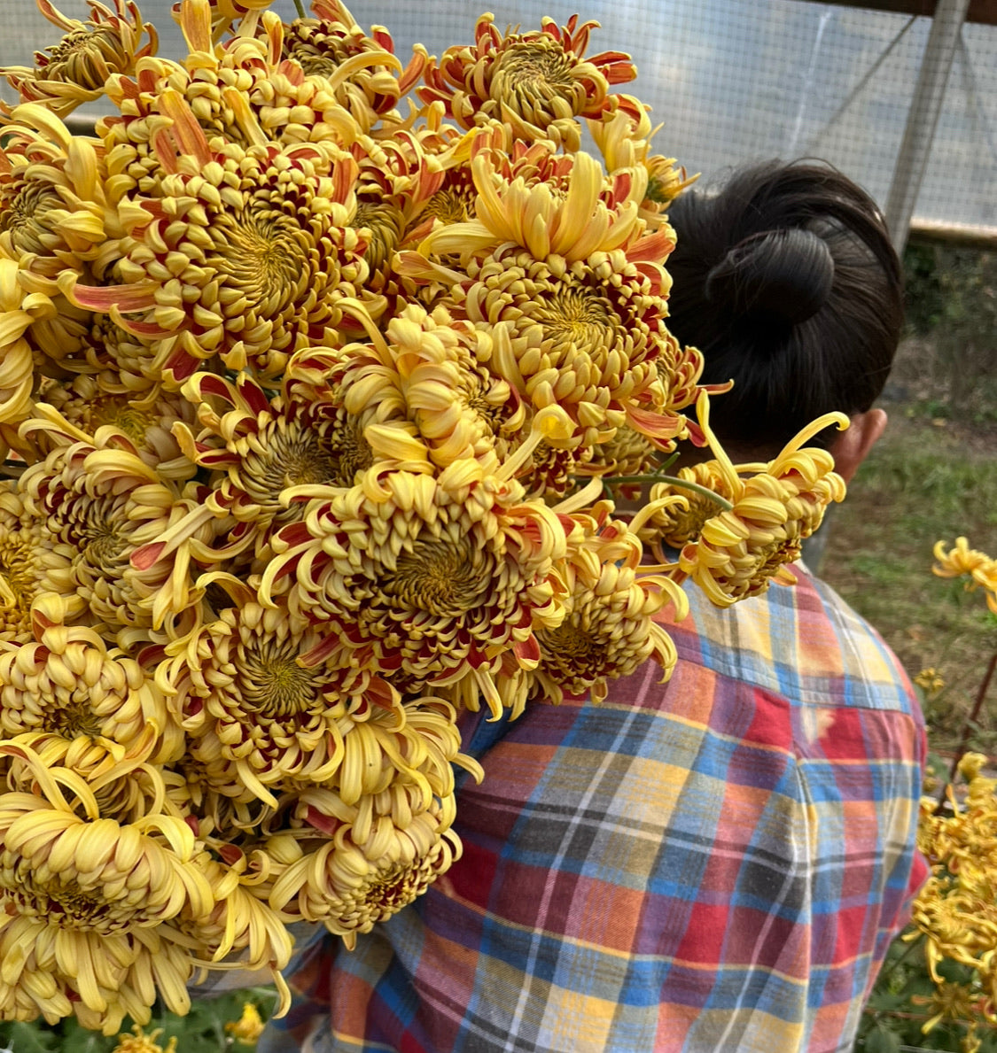 Heirloom chrysanthemum Nijin Bigo being harvested in the fall. Long lasting cut flowers. Good for disbud.