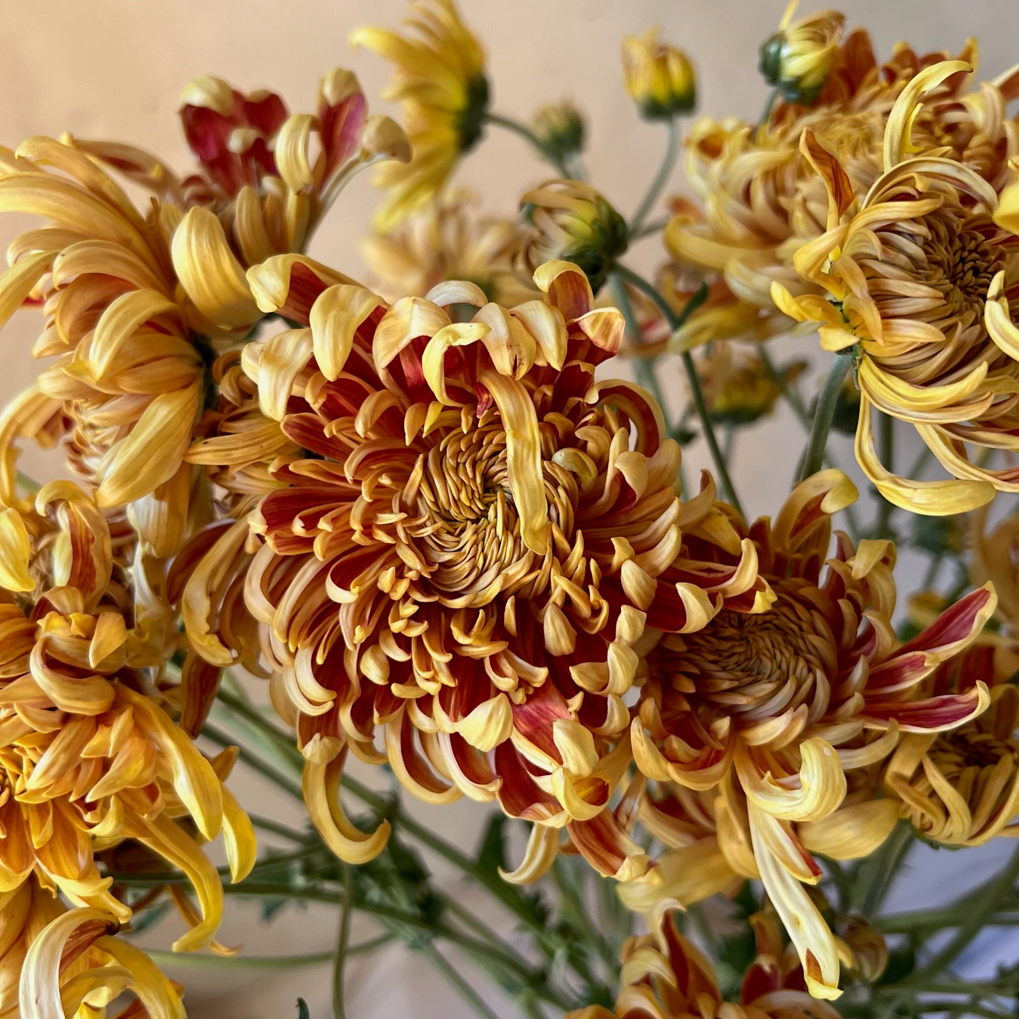 A close-up of heirloom chrysanthemum Nijin Bigo. Long lasting cut flowers that bloom in the fall. Good for disbud.