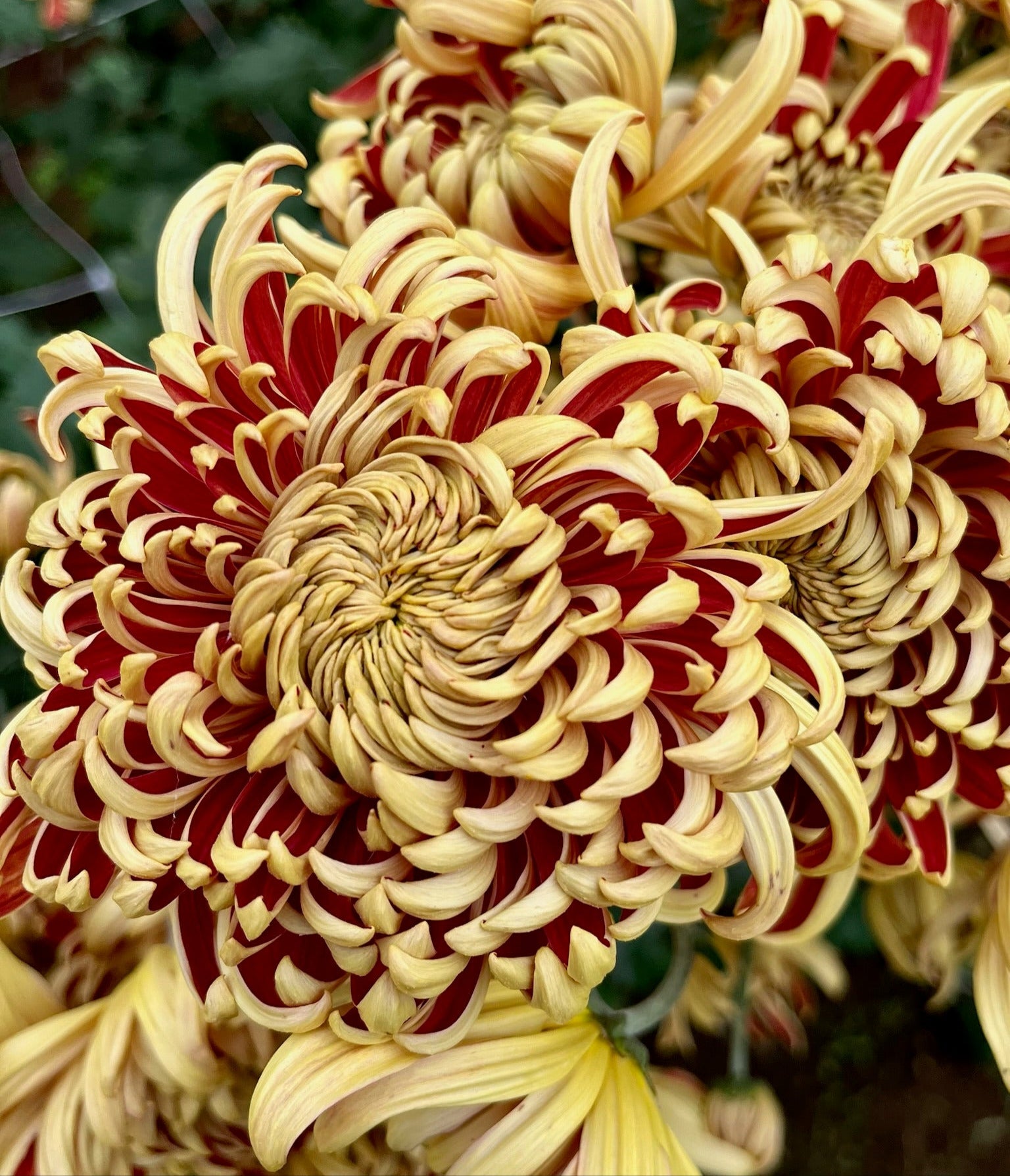 Nijin Bigo Mum – 3 Porch Farm