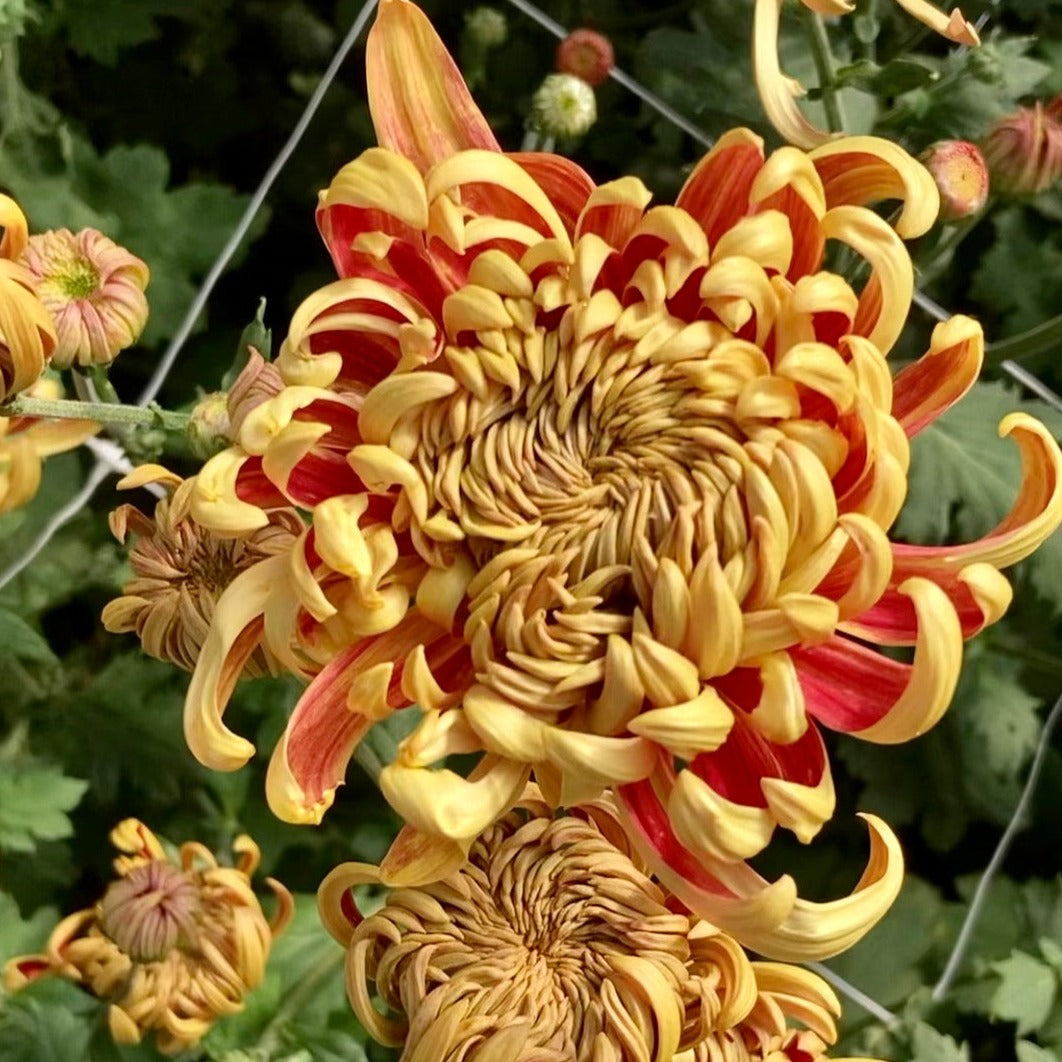 A close-up of heirloom chrysanthemum Nijin Bigo. Long lasting cut flowers that bloom in the fall. Good for disbud.