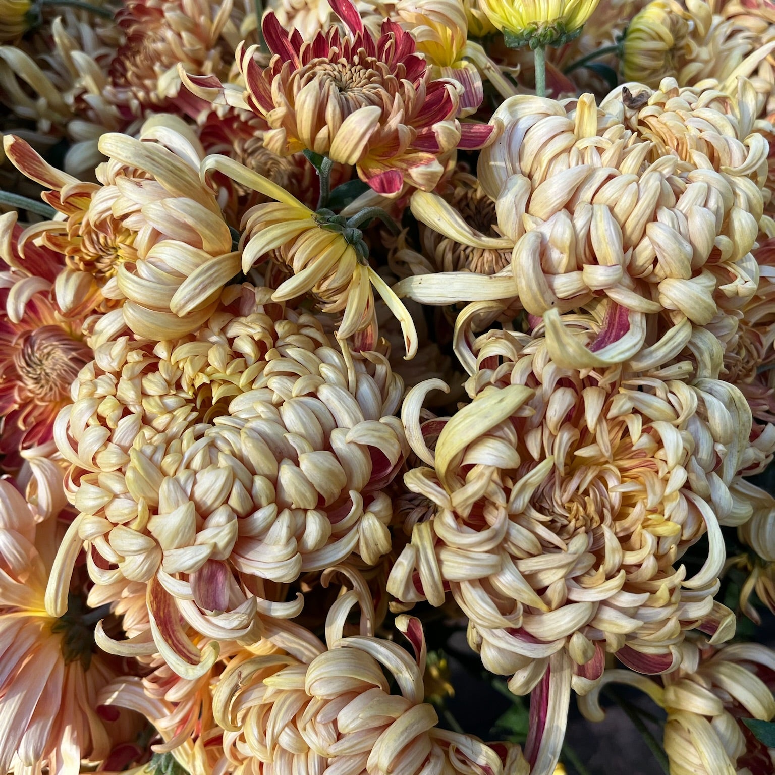 A close-up of heirloom chrysanthemum Nijin Bigo. Long lasting cut flowers that bloom in the fall. Good for disbud.
