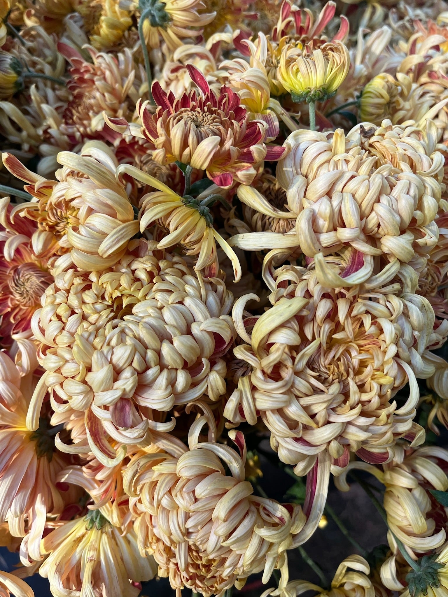 A close-up of heirloom chrysanthemum Nijin Bigo. Long lasting cut flowers that bloom in the fall. Good for disbud.