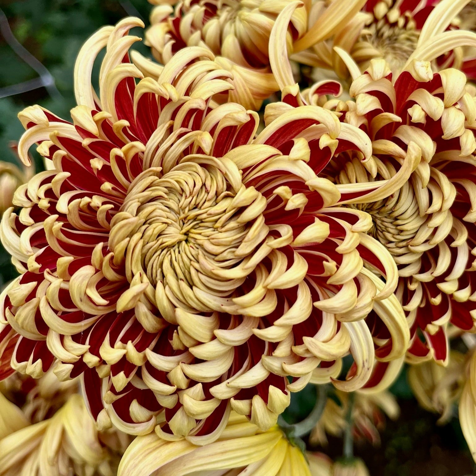 A close-up of heirloom chrysanthemum Nijin Bigo. Long lasting cut flowers that bloom in the fall. Good for disbud.