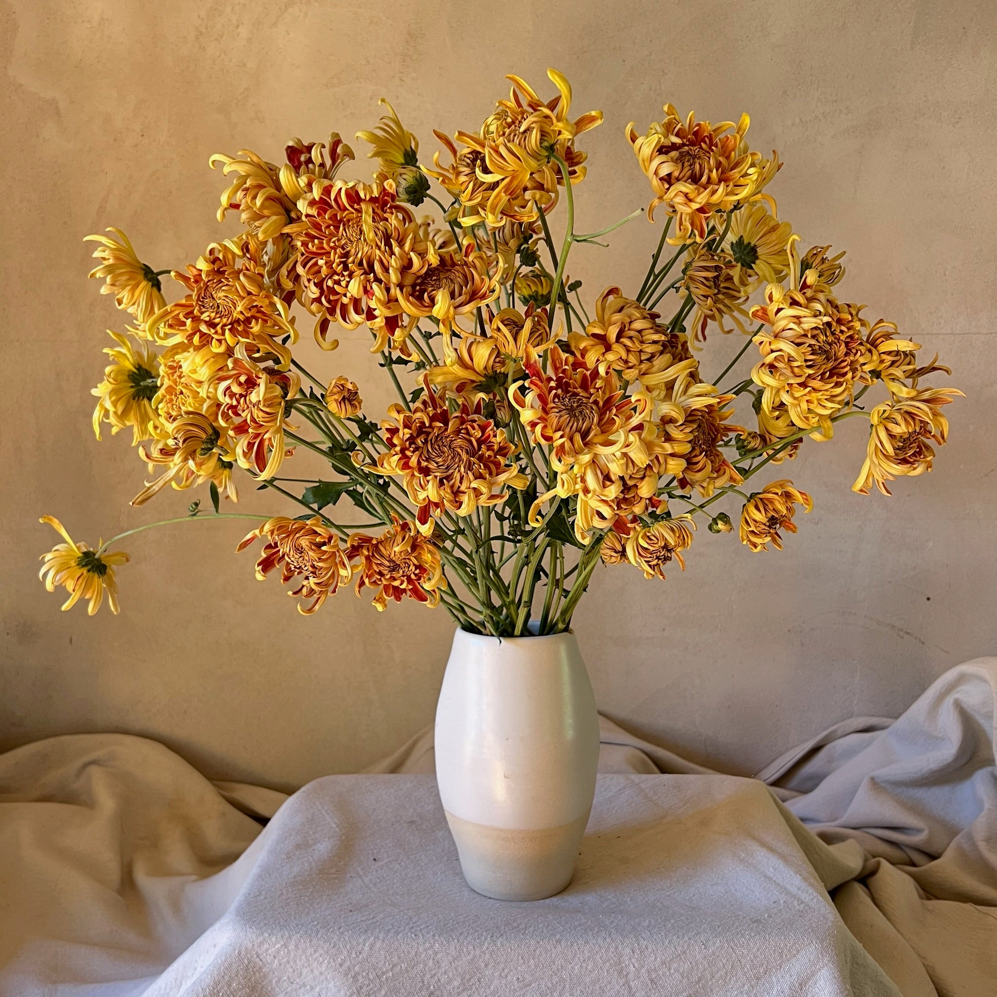 A vase of Nijin Bigo heirloom chrysanthemums in a white vase. Long lasting cut flowers. Good for disbud.