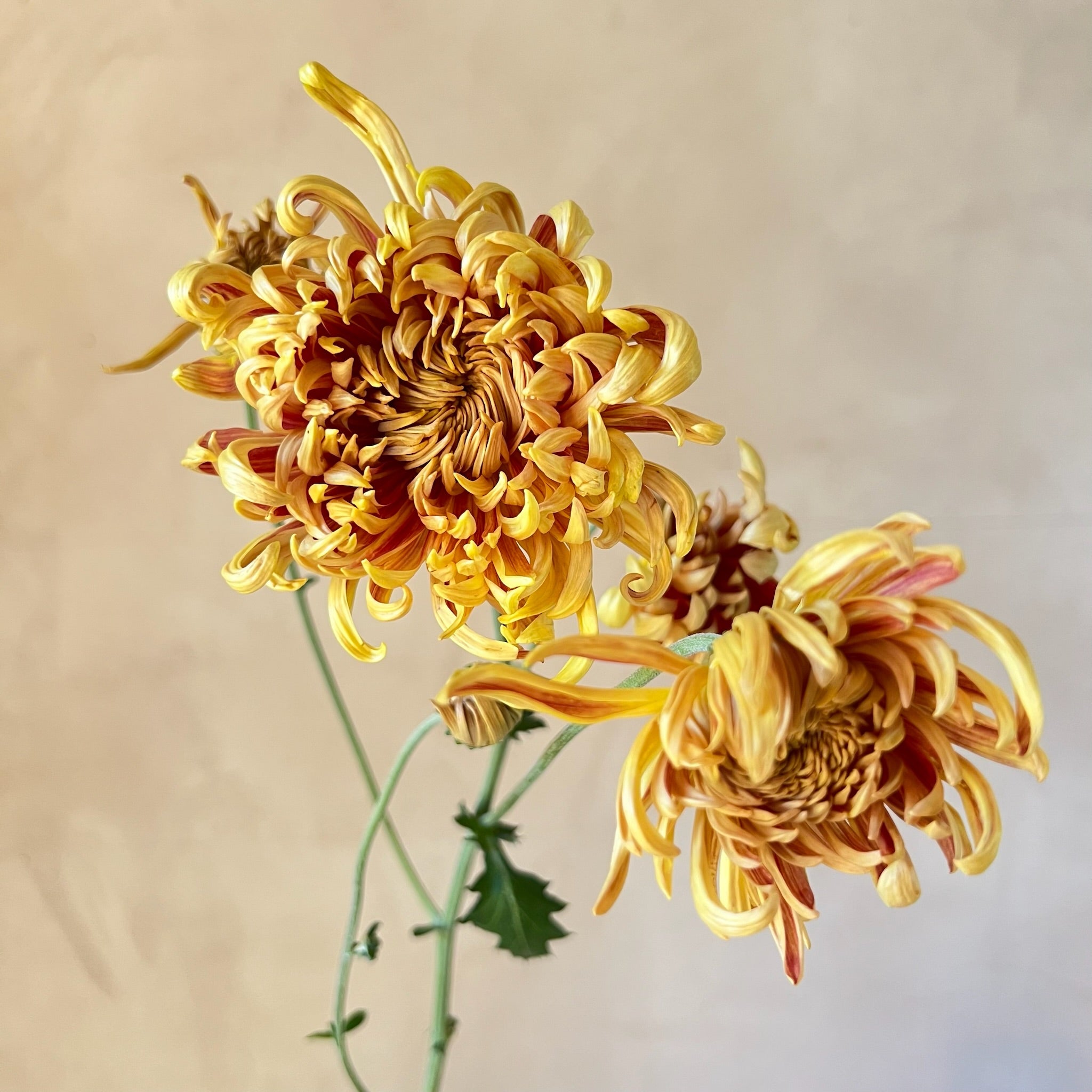 A single stem of Nijin Bigo heirloom chrysanthemum. Long lasting cut flowers. Large flowers good for disbud.
