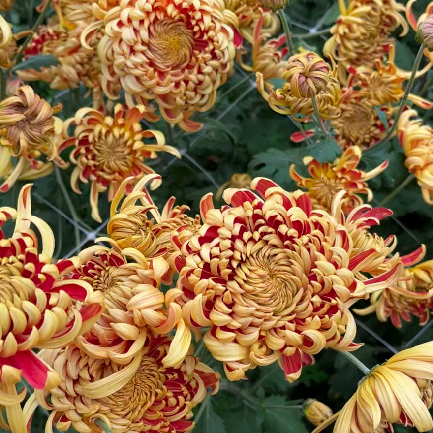 A close-up of heirloom chrysanthemum Nijin Bigo. Long lasting cut flowers that bloom in the fall. Good for disbud.