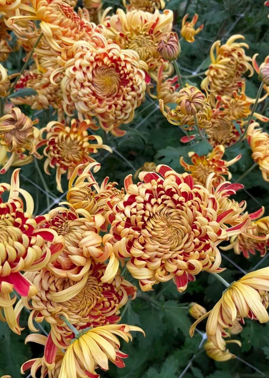 A close-up of heirloom chrysanthemum Nijin Bigo. Long lasting cut flowers that bloom in the fall. Good for disbud.